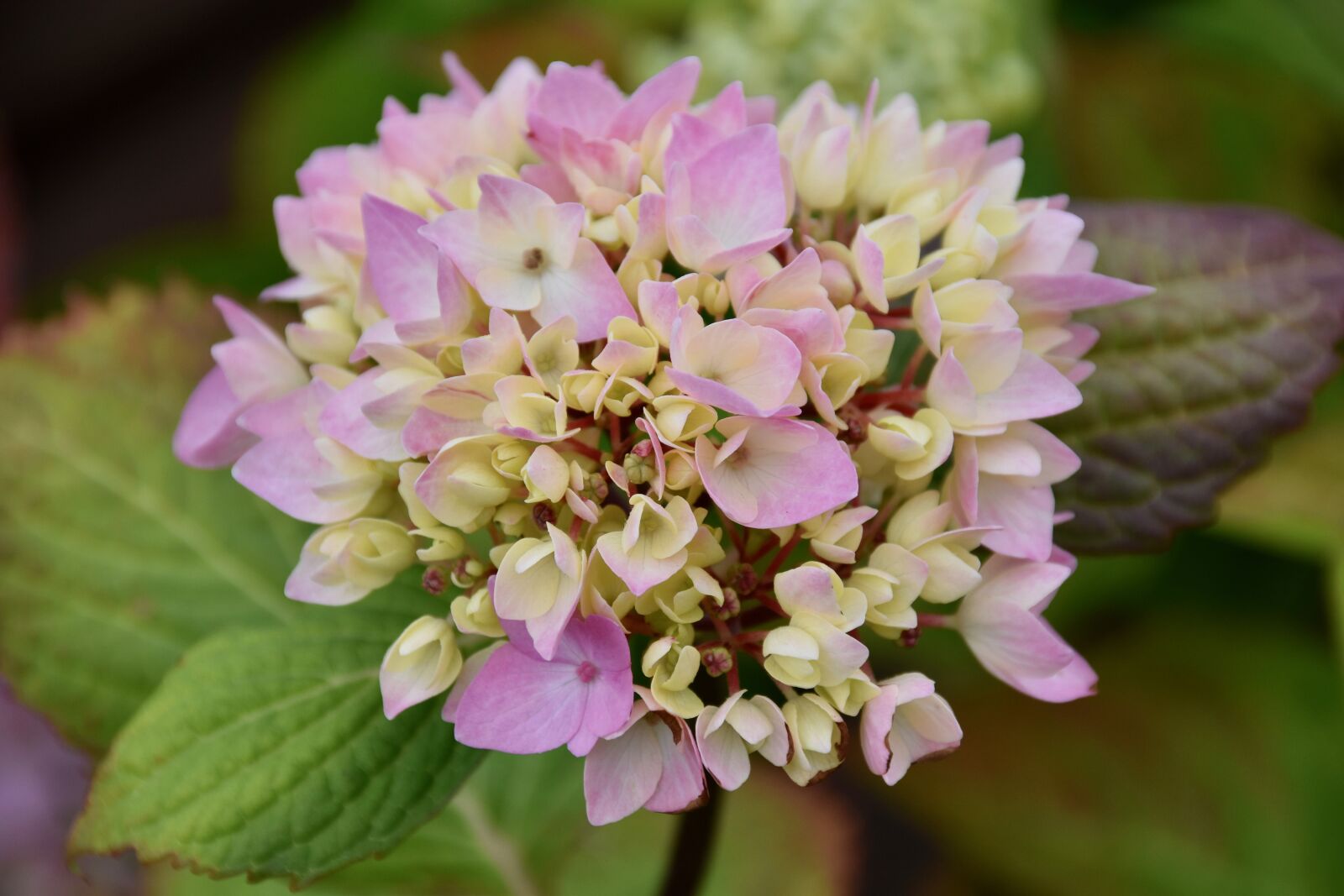 Nikon D5600 sample photo. Flower, flower hydrangea pink photography