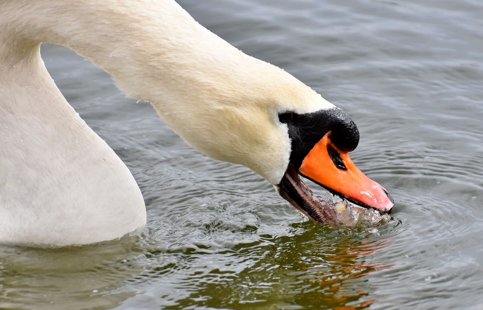 Nikon D7200 sample photo. Swan, close up, bird photography