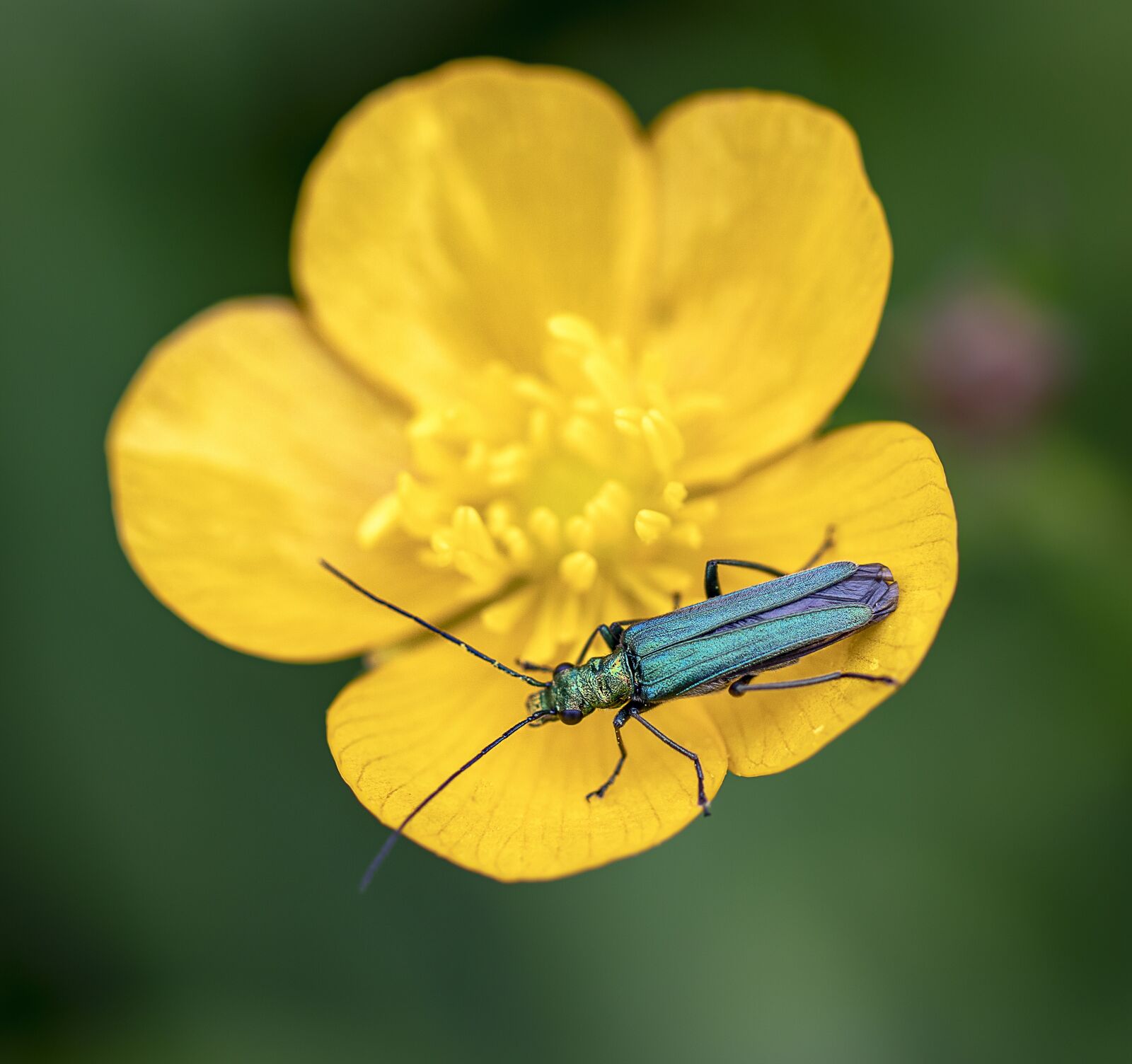 Canon EF 100mm F2.8L Macro IS USM sample photo. Beetle, pollen, legs photography