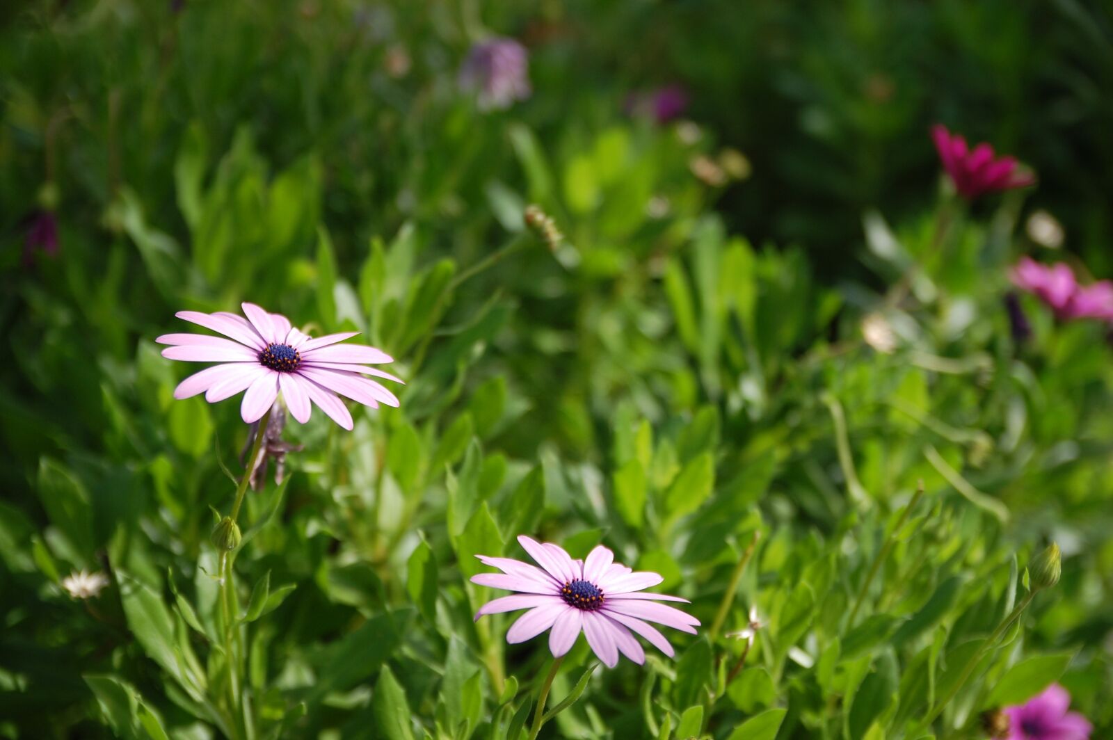 Nikon D40 sample photo. Flower, nature, plant photography