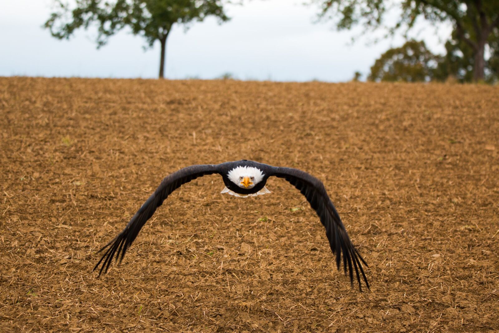 150-600mm F5-6.3 DG OS HSM | Contemporary 015 sample photo. Bald eagle, flying, in photography