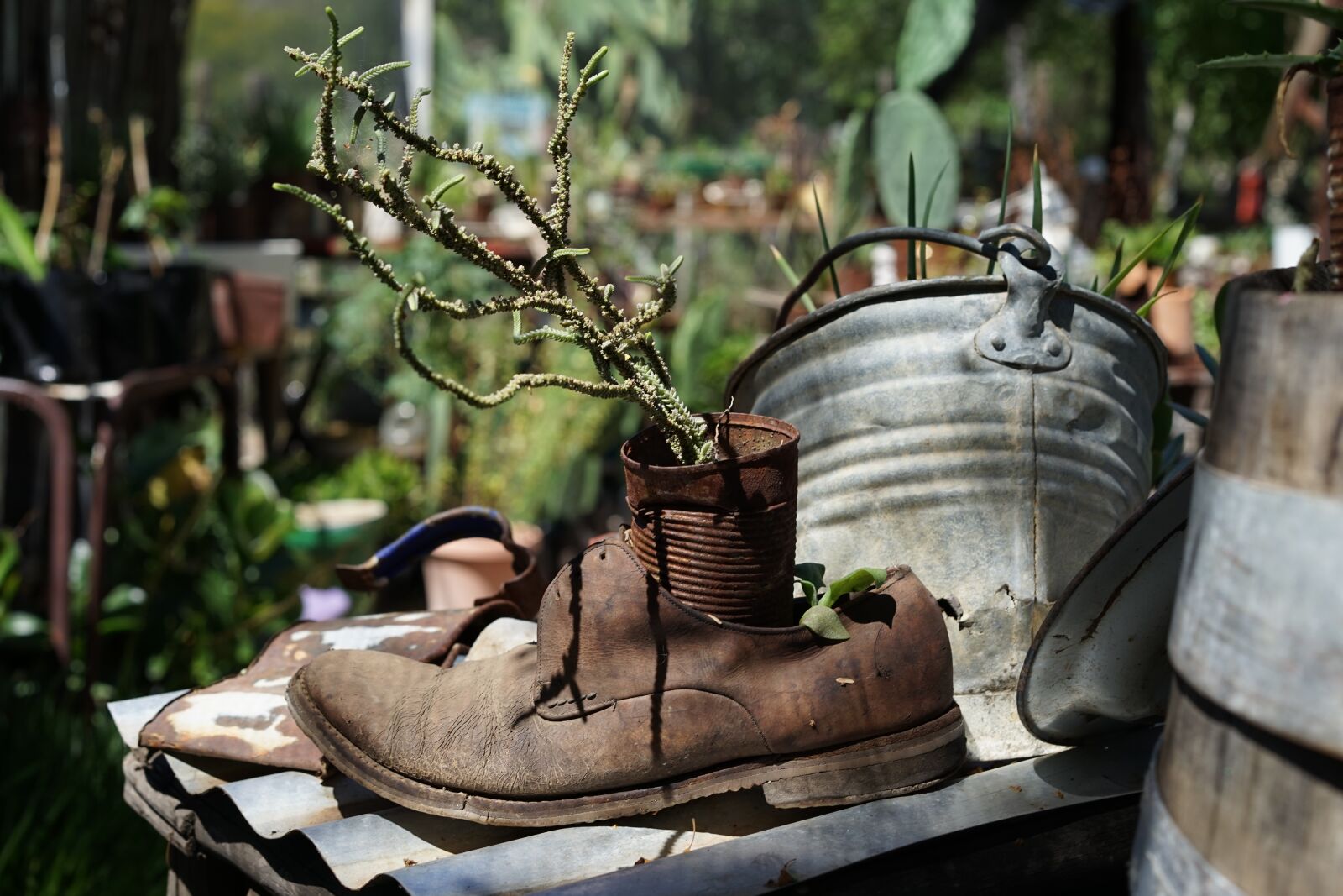 Sony a7 + Sony Sonnar T* FE 55mm F1.8 ZA sample photo. Shoe, nature, plant photography
