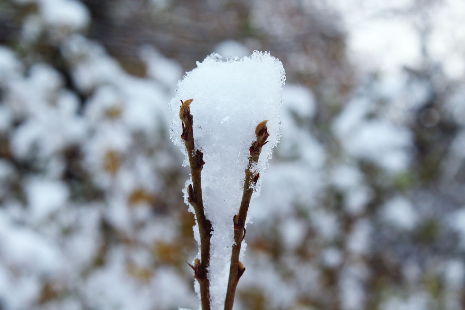 Canon EOS 1200D (EOS Rebel T5 / EOS Kiss X70 / EOS Hi) sample photo. Branch, snow, winter photography