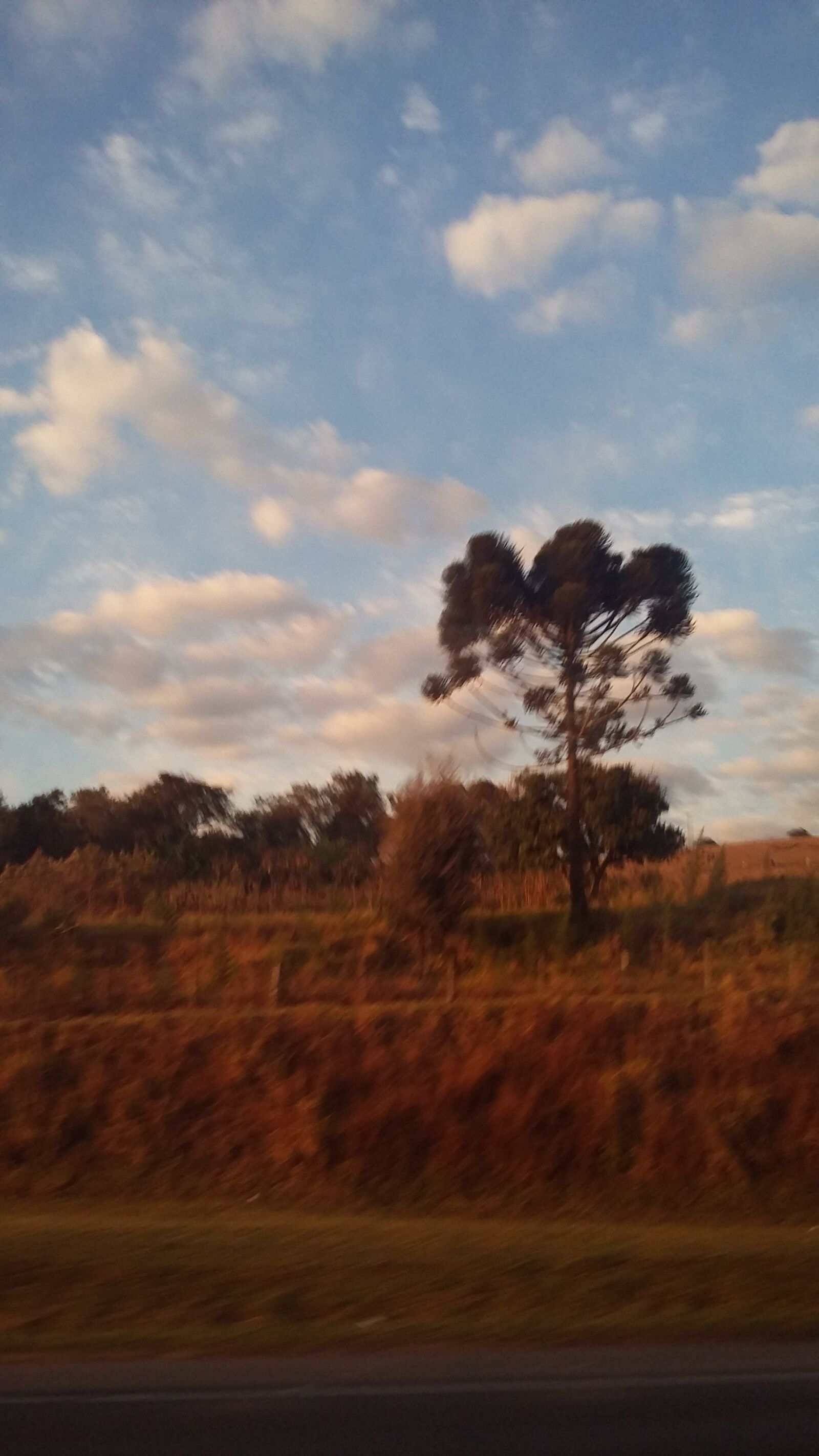 Samsung Galaxy Grand Prime sample photo. Cerrado, forest, goiás photography