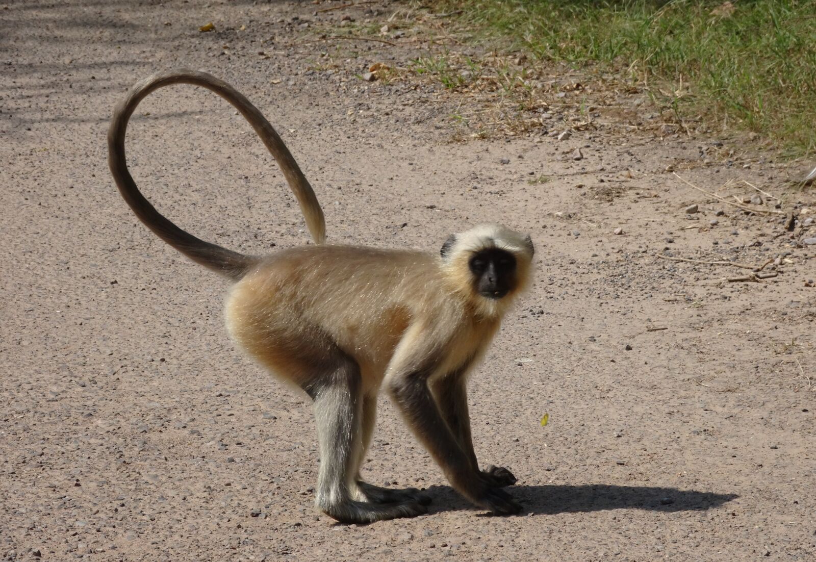 Sony Cyber-shot DSC-HX90V sample photo. Monkey, langur, animal photography