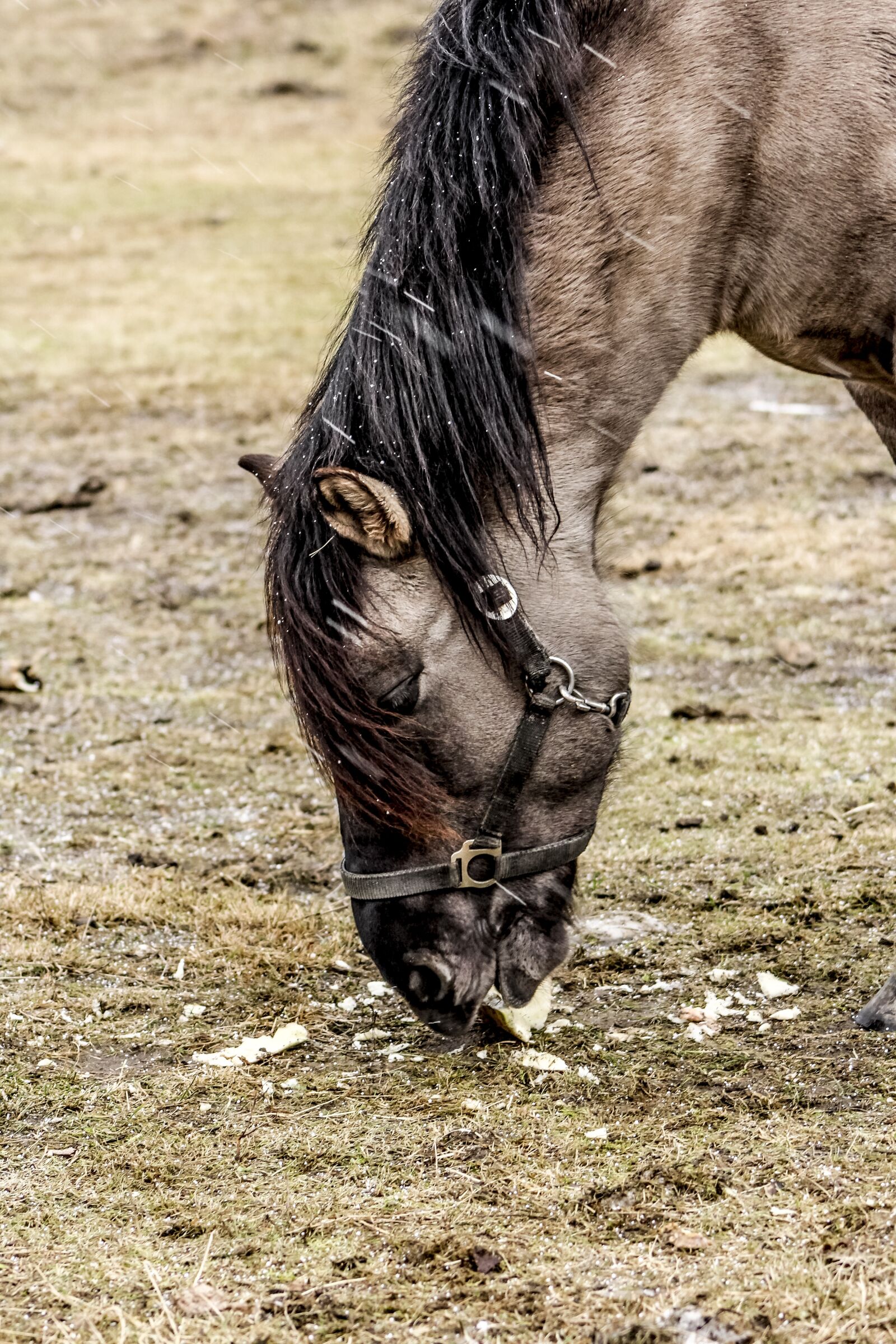 Canon EF 75-300mm f/4-5.6 sample photo. Tarpan, demonstration reserve, wild photography