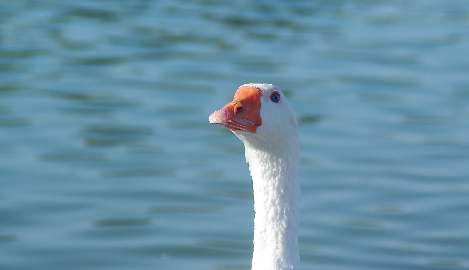 Canon EOS 60D sample photo. Water, nature, wildlife photography