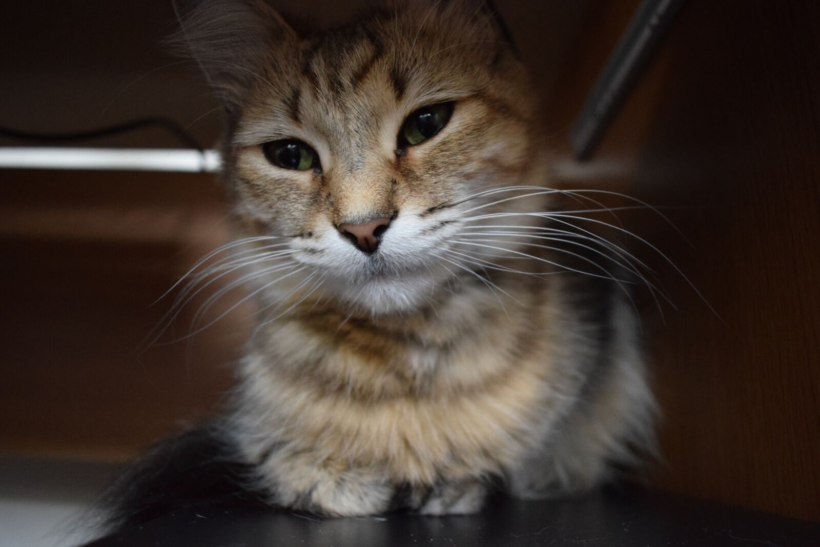 Nikon D3300 sample photo. Cat, kitten, animal photography