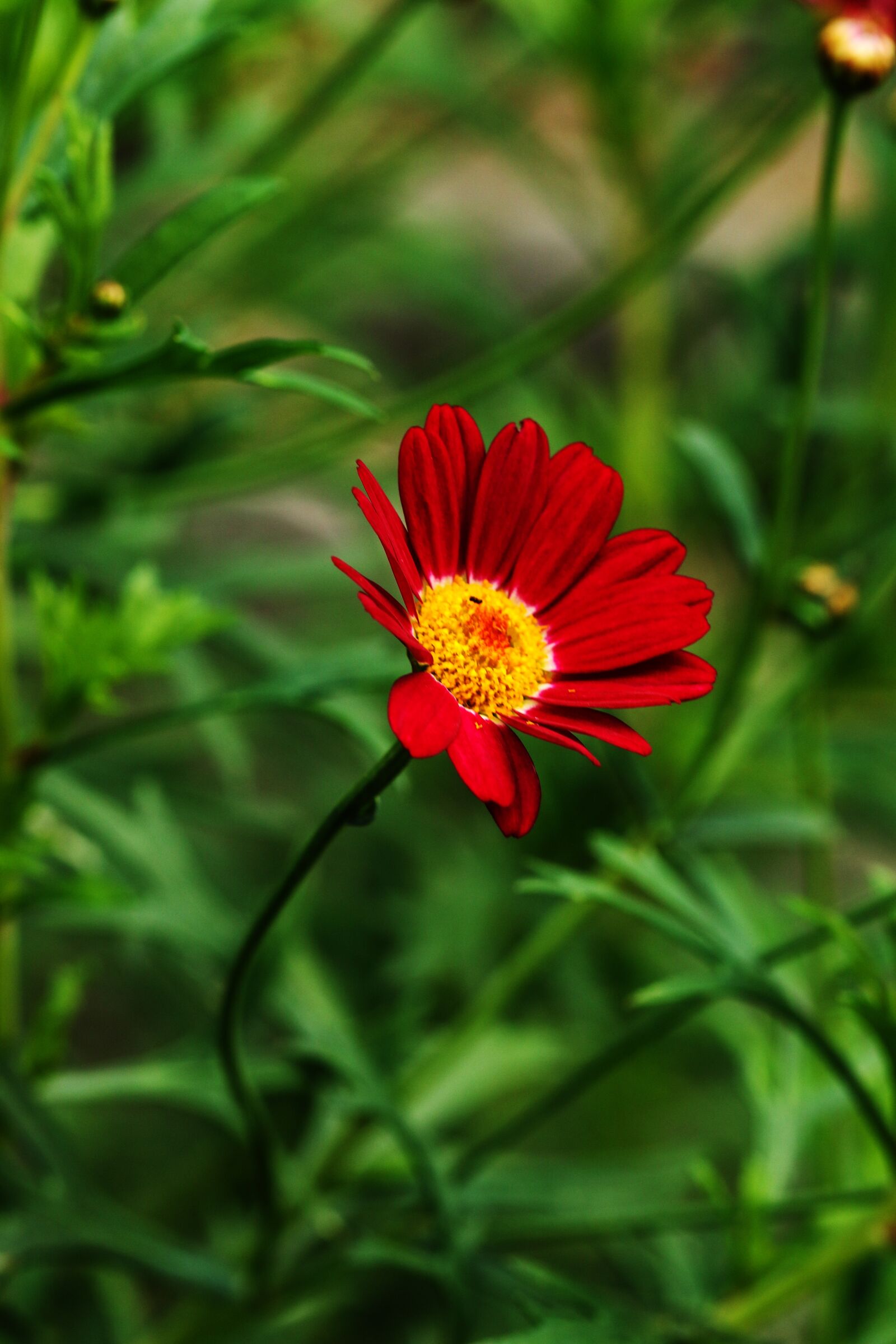 Canon EOS 7D Mark II sample photo. Flower, garden flower, summer photography