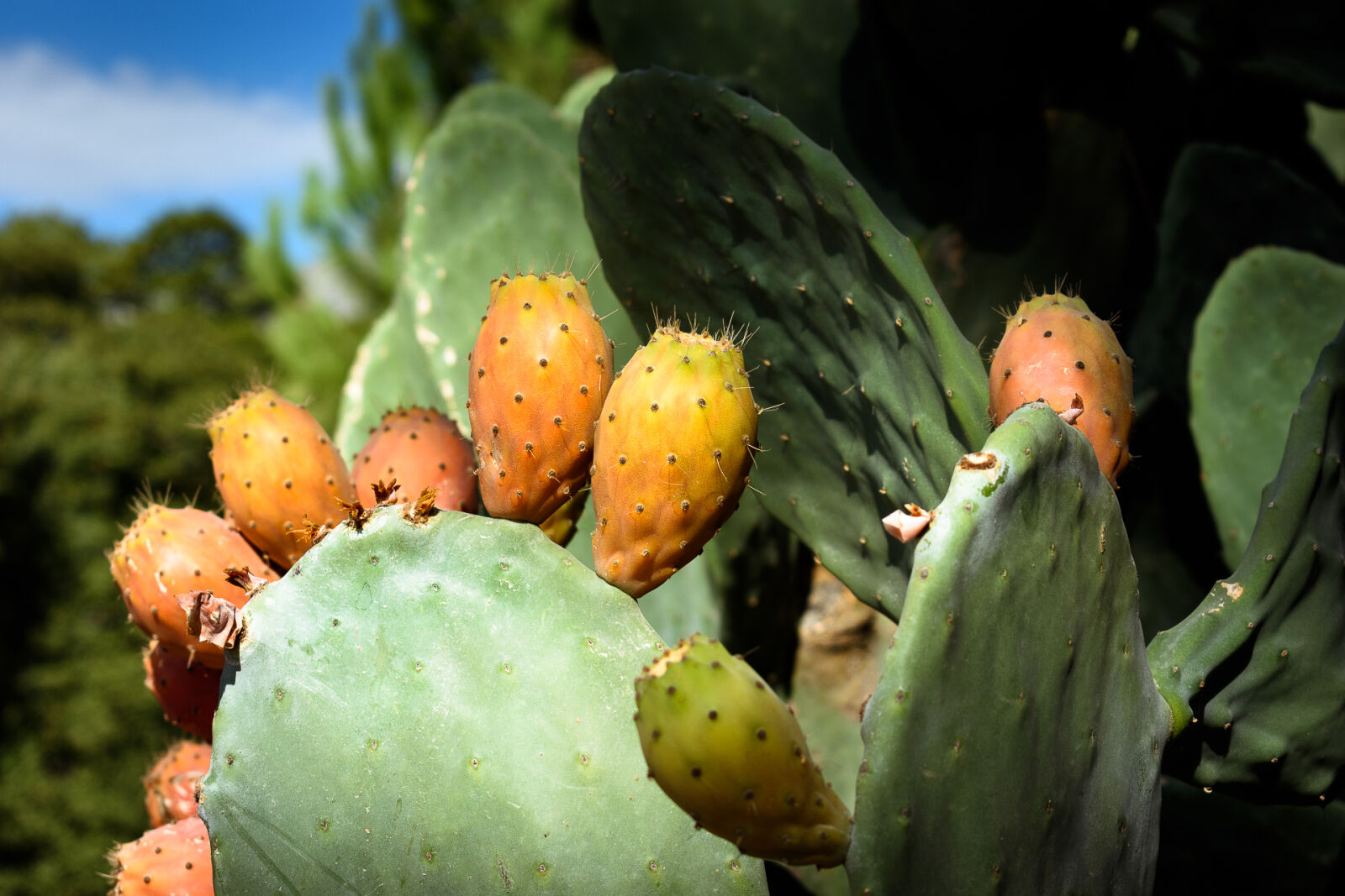 Nikon D5500 sample photo. Cactus, indian, summer, nopal photography