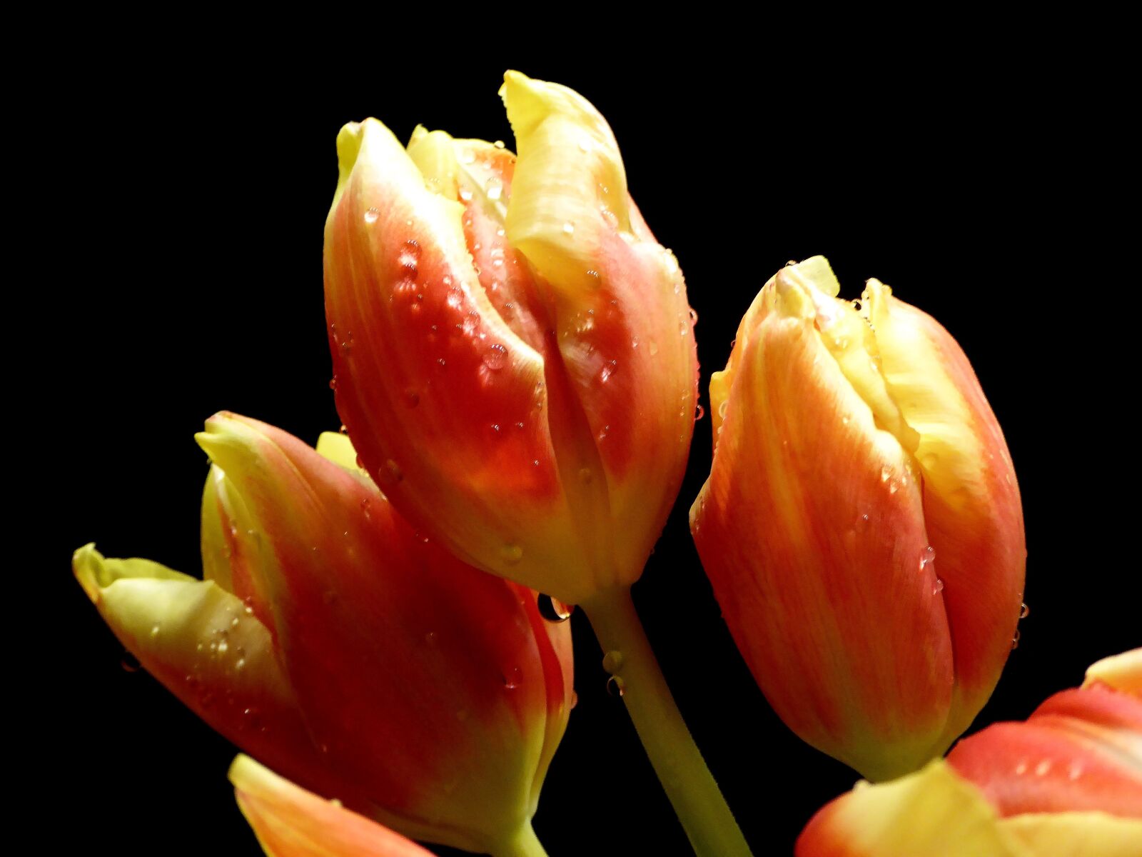Panasonic DMC-TZ61 sample photo. Spring, tulips, salmon photography