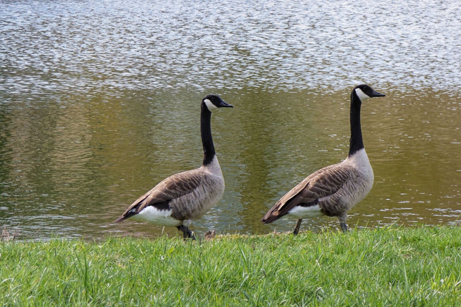Panasonic DMC-FZ72 sample photo. Geese, canada geese, birds photography