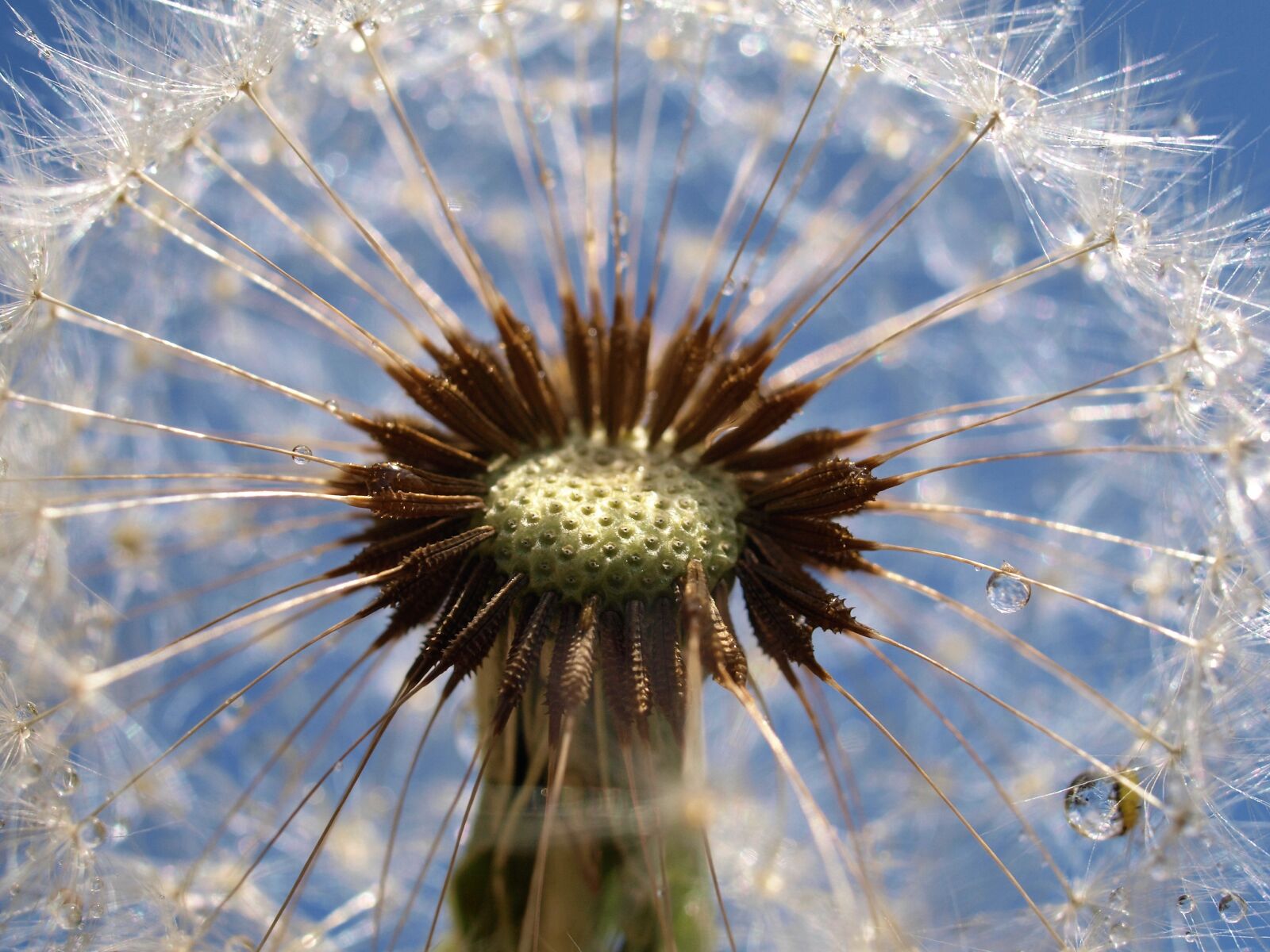 Olympus E-520 (EVOLT E-520) sample photo. Dandelion, nature, flora photography