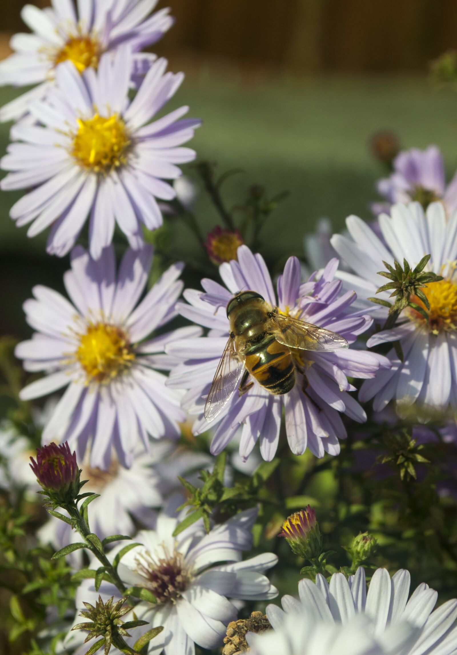 Nikon D90 sample photo. Floral, bee, fly photography