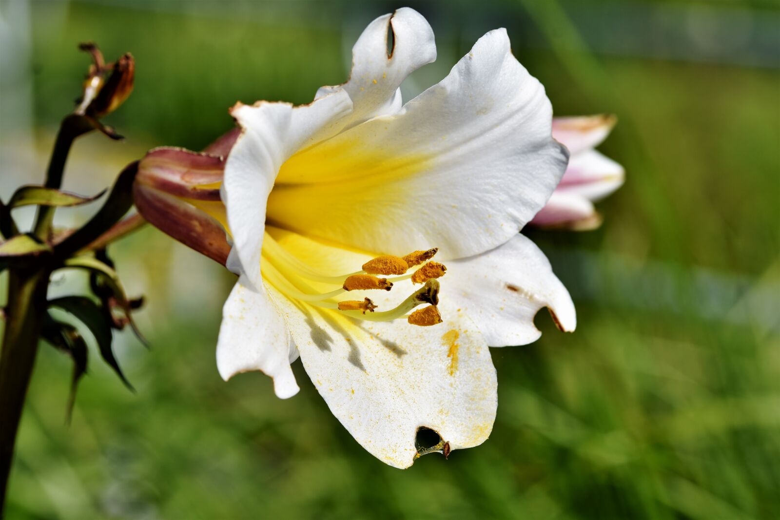 Nikon D7200 sample photo. Lily, blossom, bloom photography