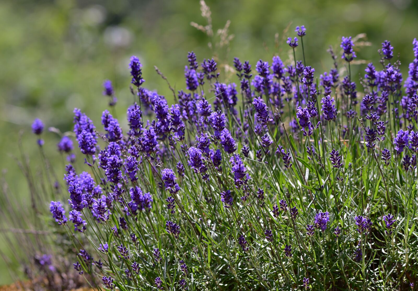 Nikon D500 sample photo. Lavender, plant, flowers photography