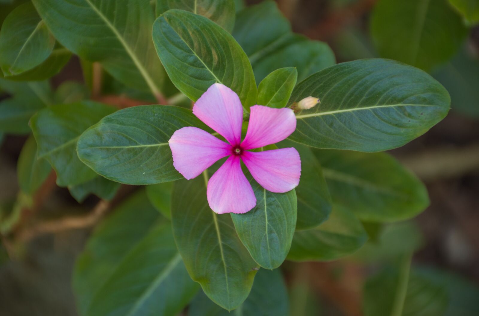 Nikon D7200 sample photo. Nature, plant, leaf photography