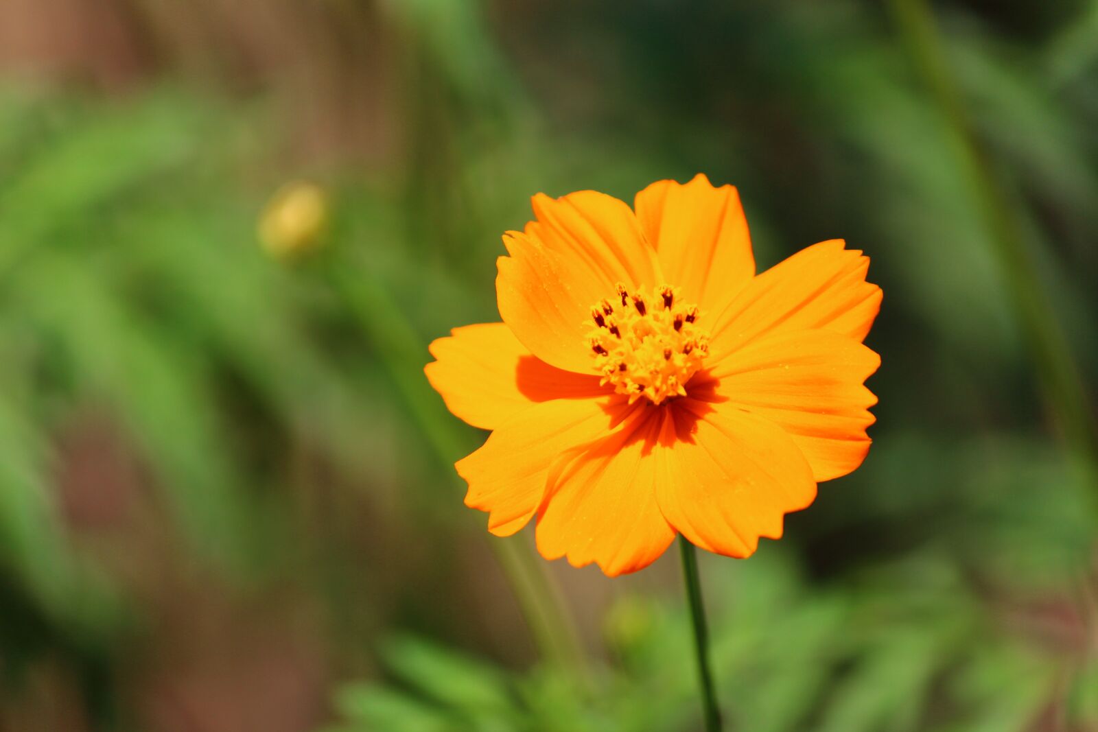 Canon EOS 1200D (EOS Rebel T5 / EOS Kiss X70 / EOS Hi) sample photo. Flower, yellow, macro photography