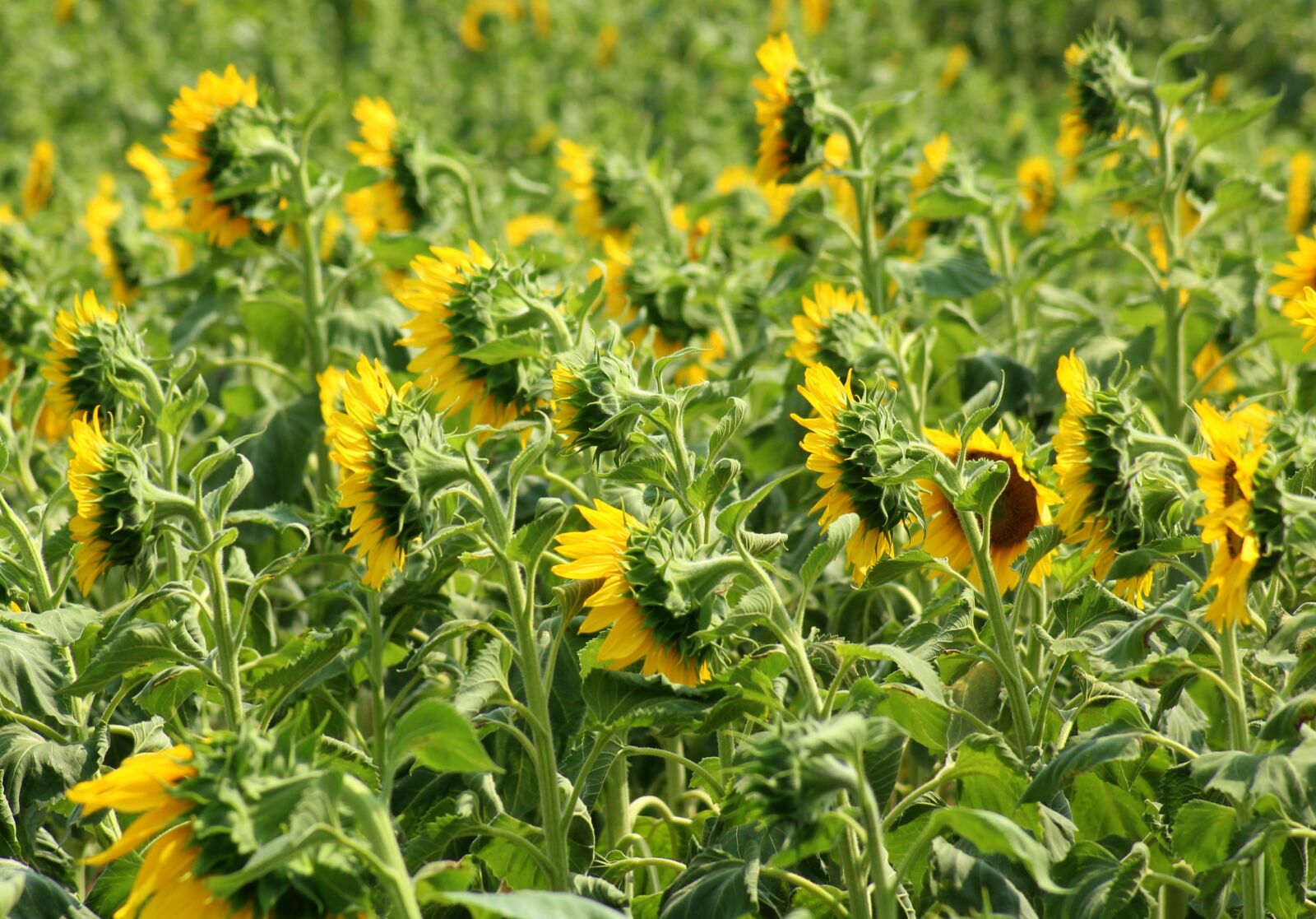 Canon EOS 1200D (EOS Rebel T5 / EOS Kiss X70 / EOS Hi) sample photo. Sunflowers, the cultivation of photography