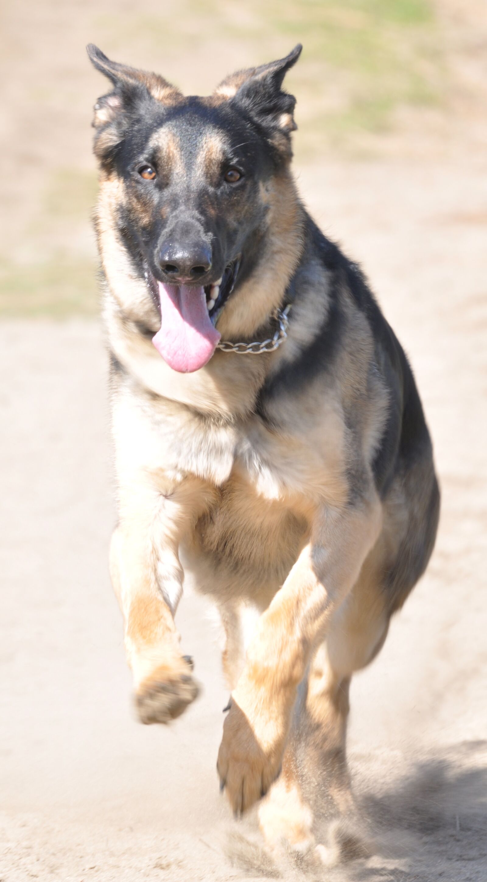 Nikon D90 sample photo. German shepherd, happy, run photography
