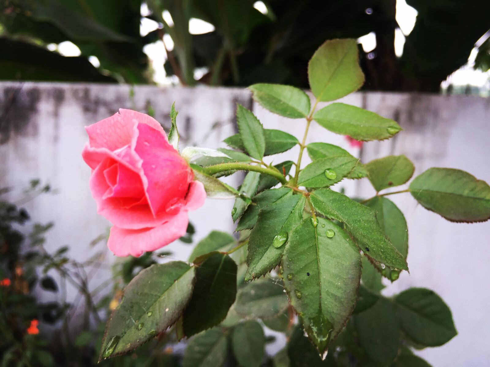 iPhone 6 Plus back camera 4.15mm f/2.2 sample photo