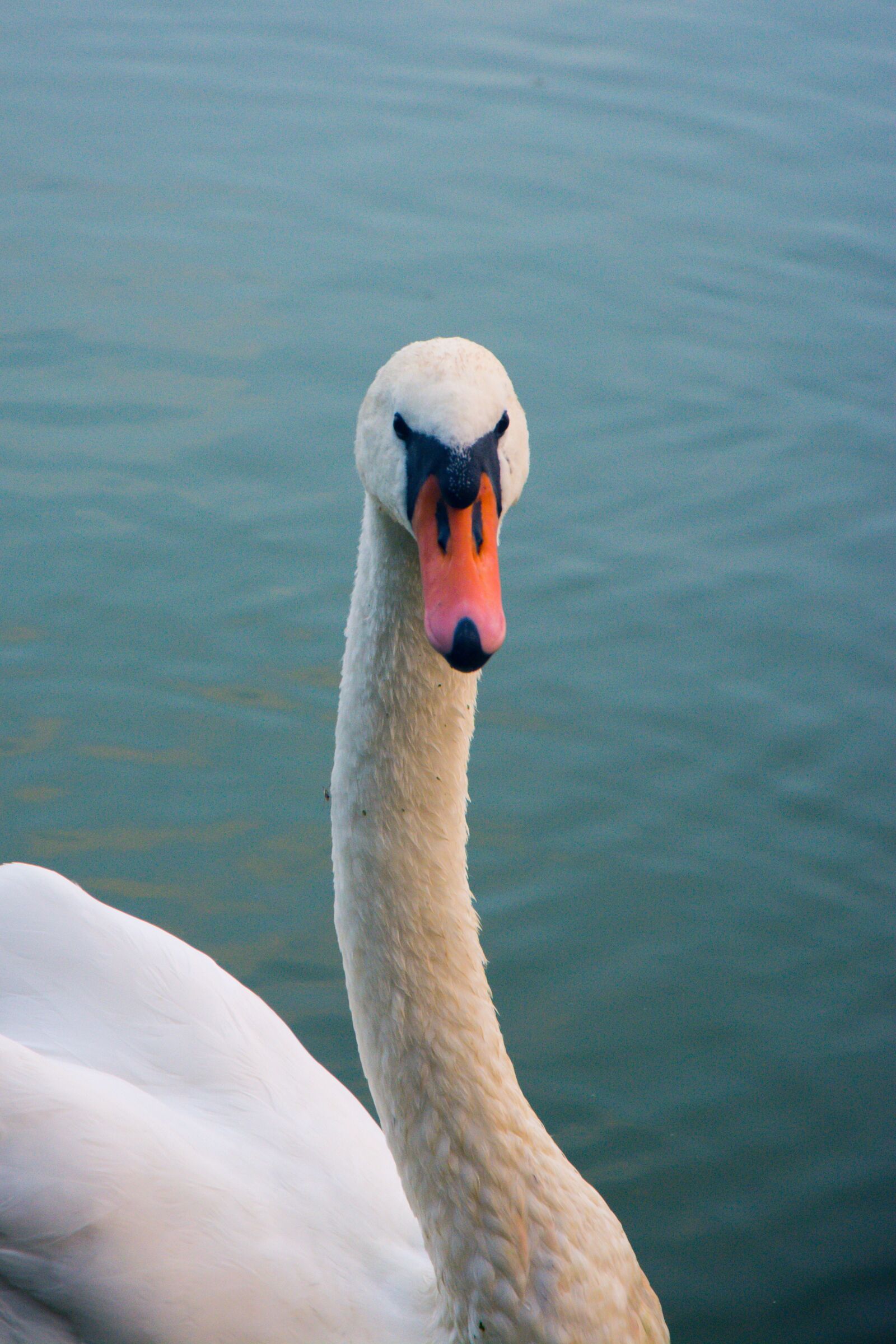 Nikon D5200 sample photo. Swan, bird, animal photography