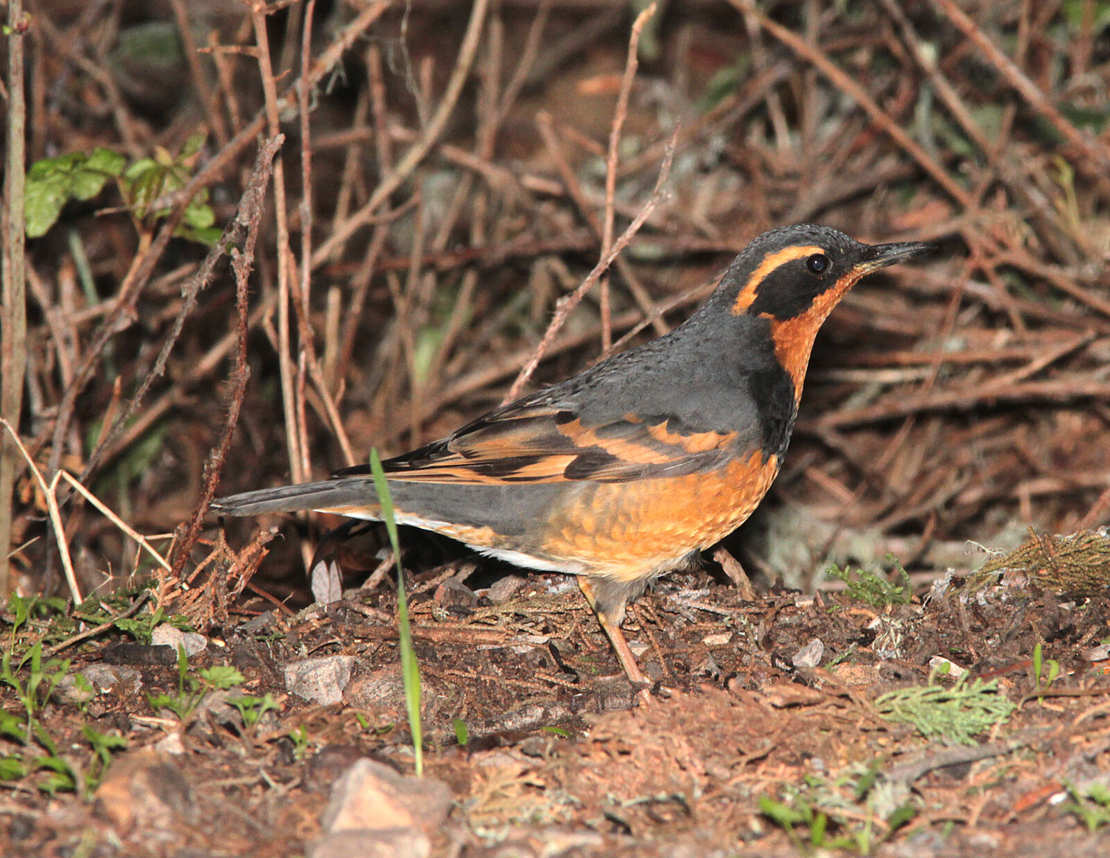 Canon EF 300mm F4L IS USM sample photo