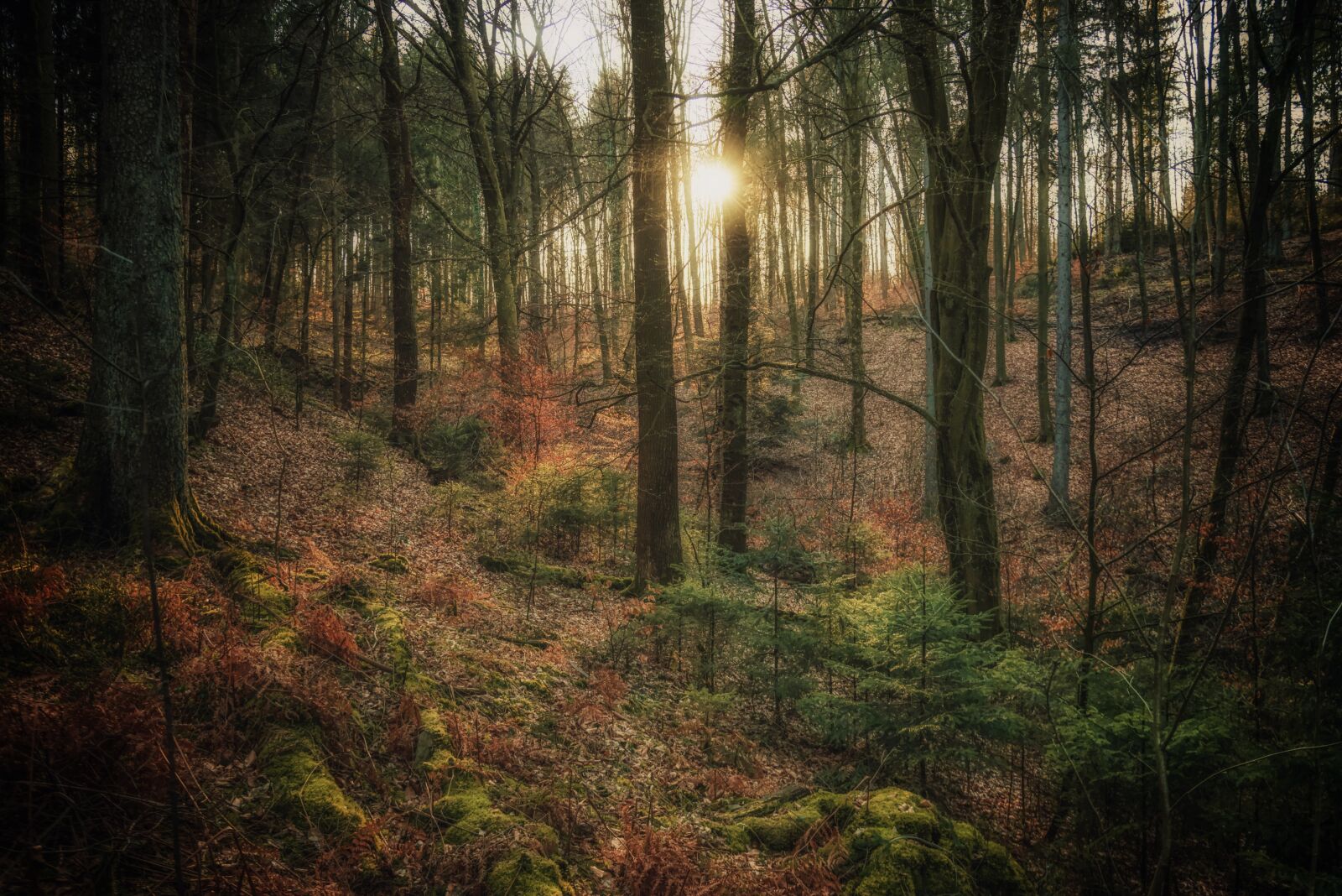 Nikon D750 sample photo. Forest, trees, sunset photography
