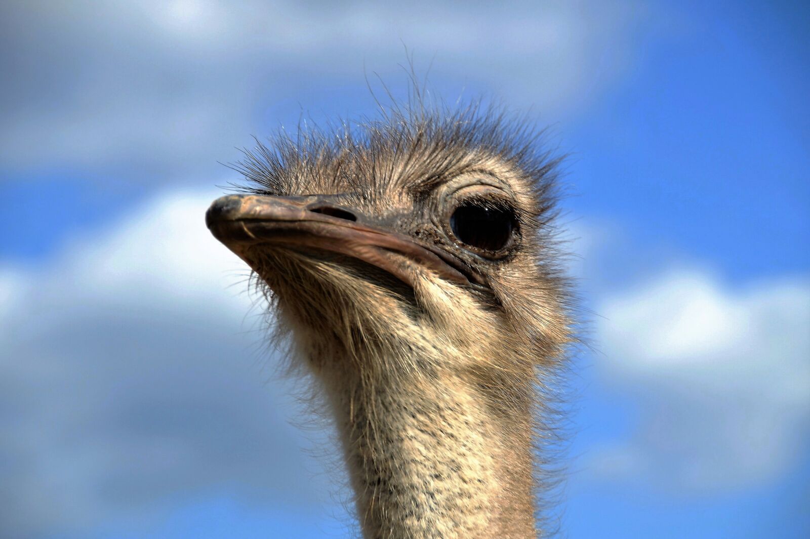 Sony SLT-A58 sample photo. The ostrich, head, grimace photography