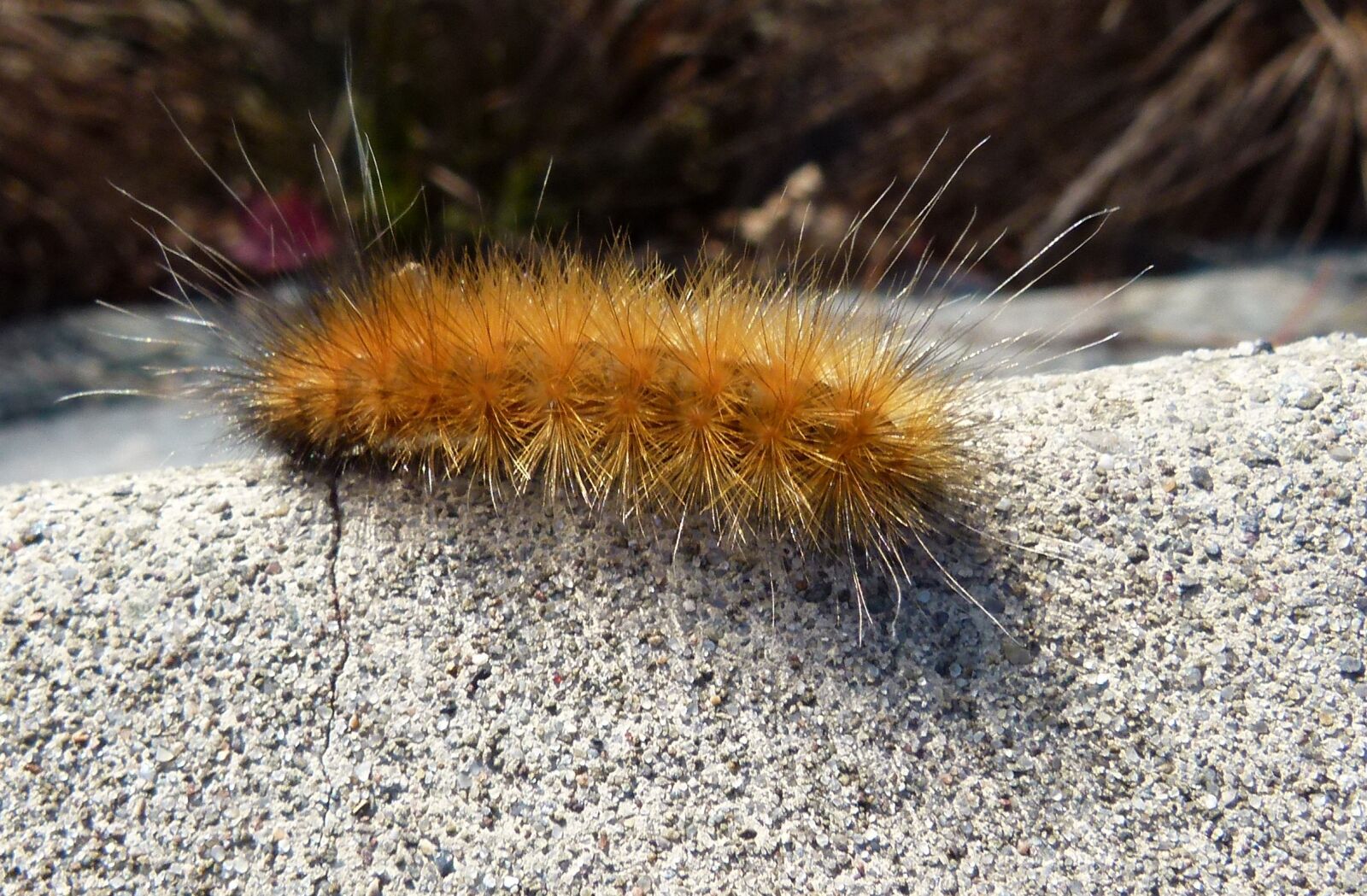 Panasonic Lumix DMC-FZ100 sample photo. Caterpillar, wooly, bear photography