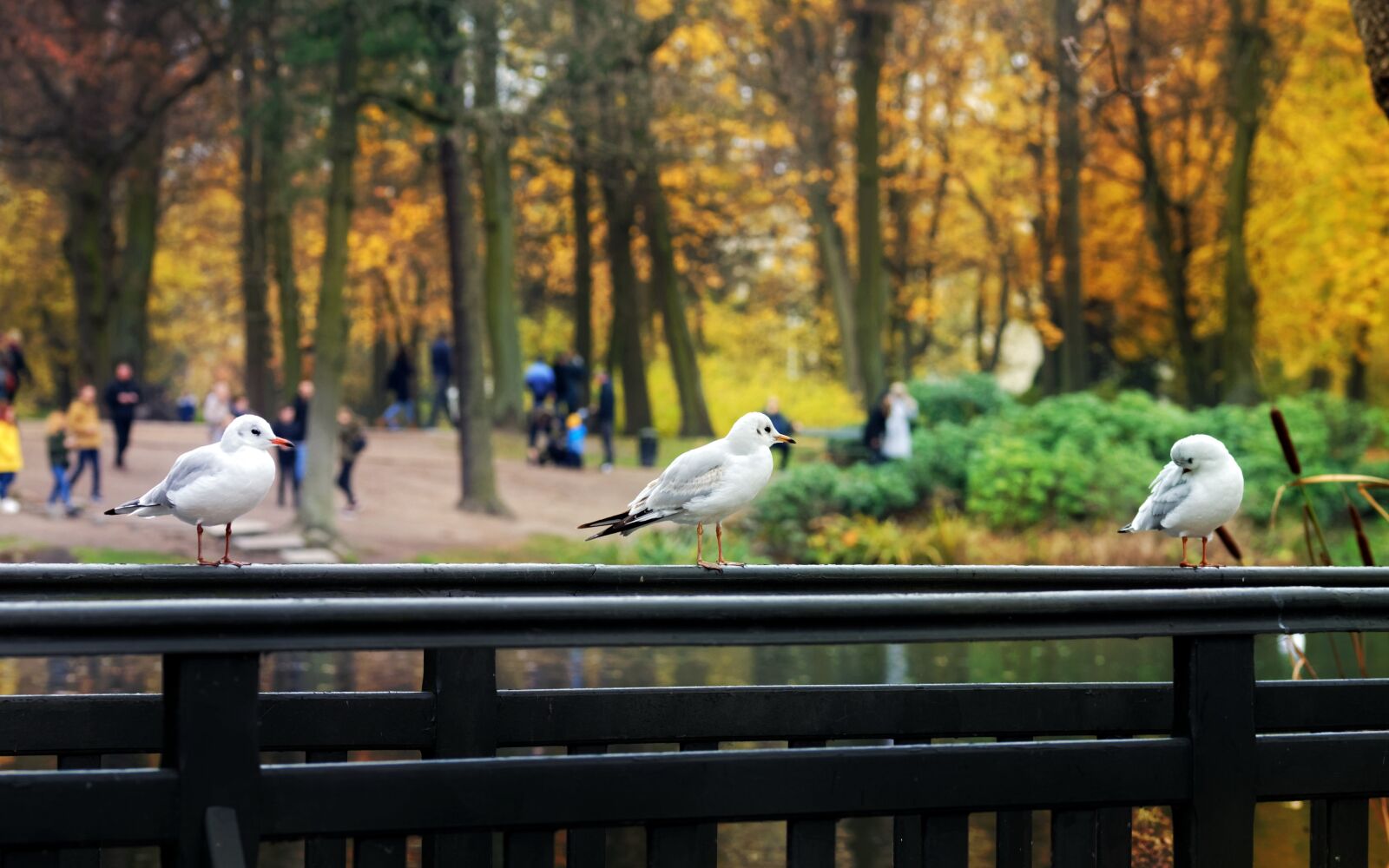 Nikon D5100 sample photo. Birds, plumage, white photography