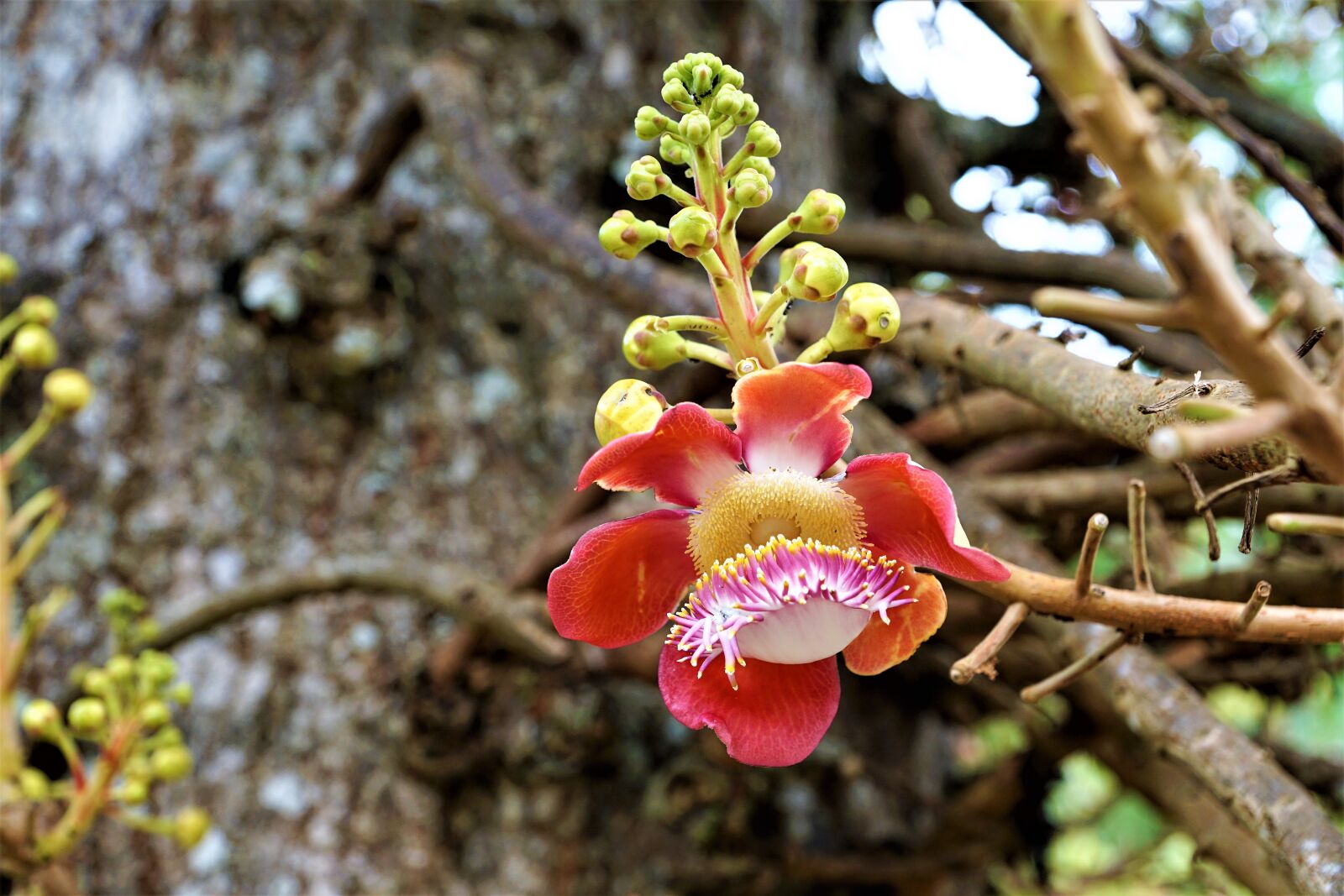 Sony ILCA-77M2 + Sony DT 16-50mm F2.8 SSM sample photo. Tree, nature, branch photography