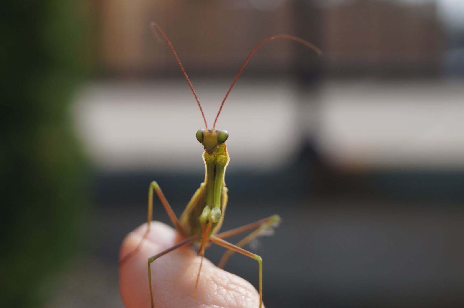 Sony SLT-A57 sample photo. Praying mantis, bug, nature photography