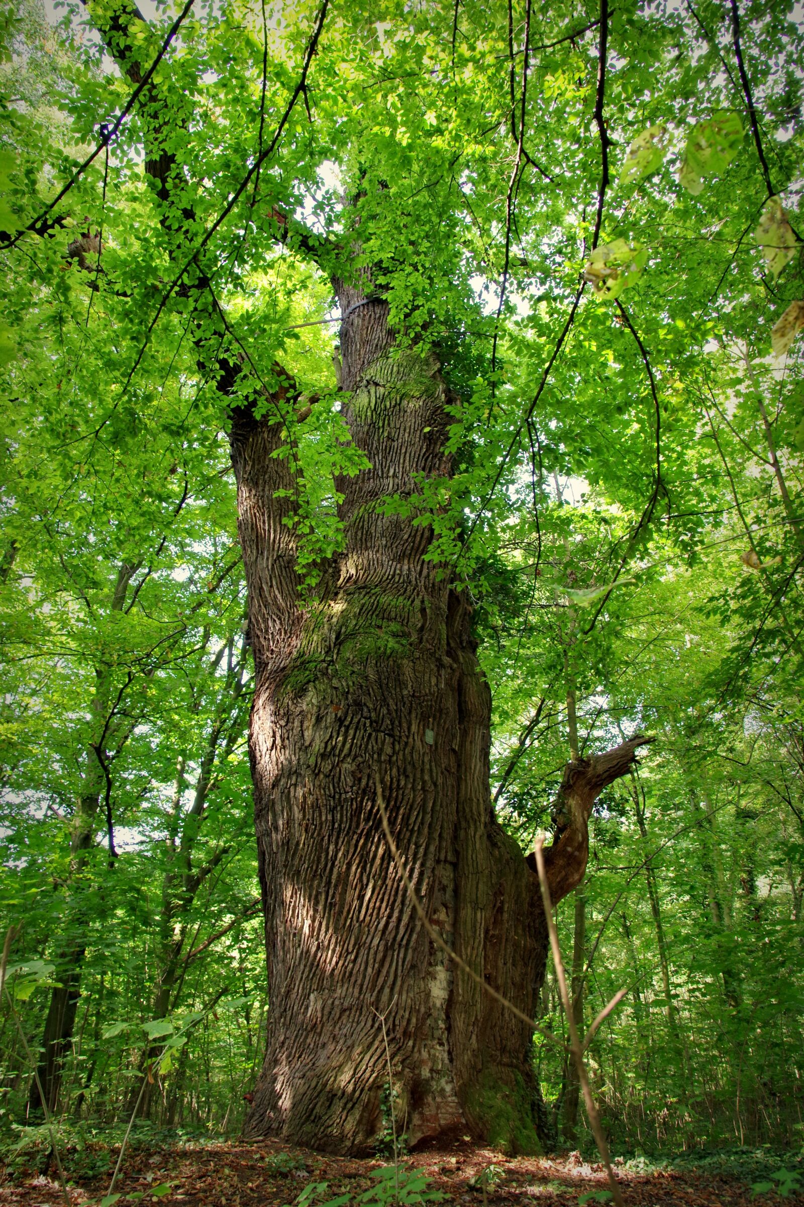 Pentax K-S2 sample photo. Hornbeam, tree, old photography