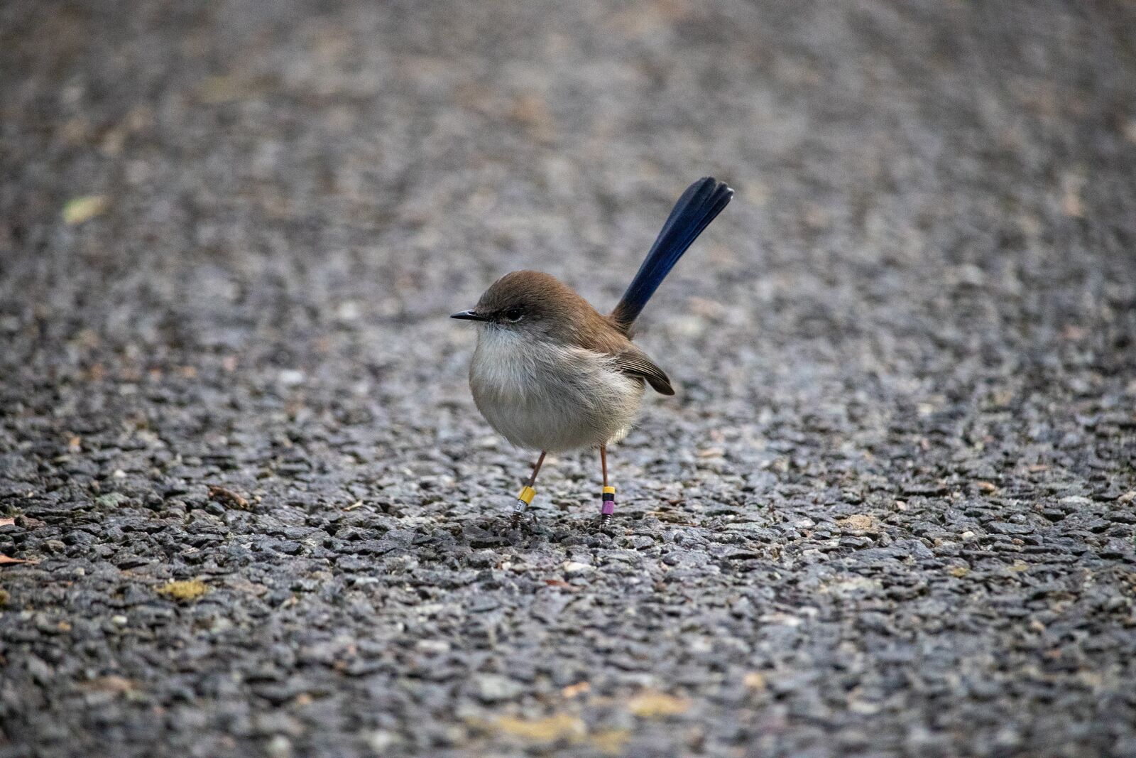 Canon EOS 200D (EOS Rebel SL2 / EOS Kiss X9) sample photo. Bird, wren, nature photography