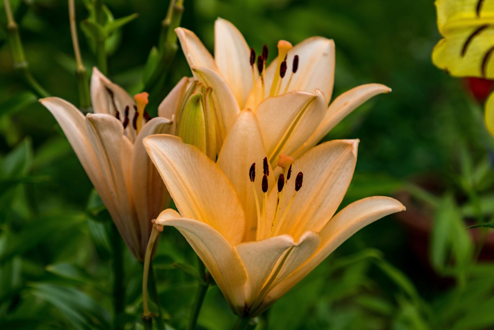 Canon EF 24-105mm F4L IS II USM sample photo. Day-lily, flower, petals photography
