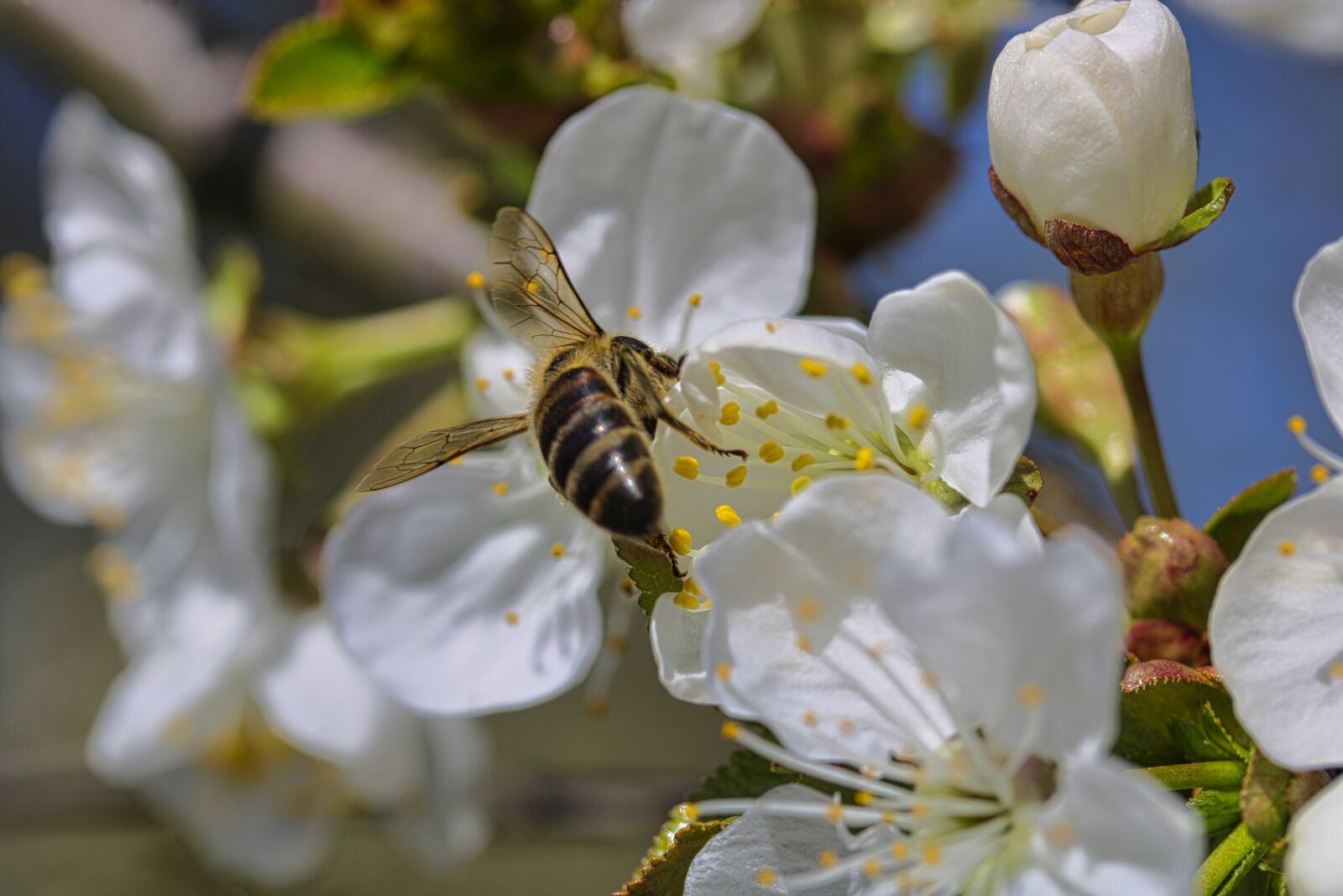 Canon EF-S 60mm F2.8 Macro USM sample photo. Macro, bee, blossom photography