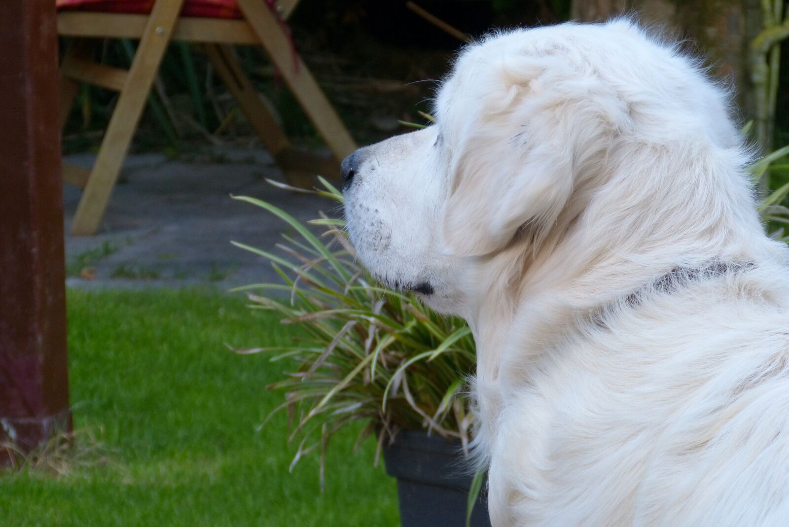 Panasonic Lumix DMC-FZ150 sample photo. Animal world, dog, animal photography