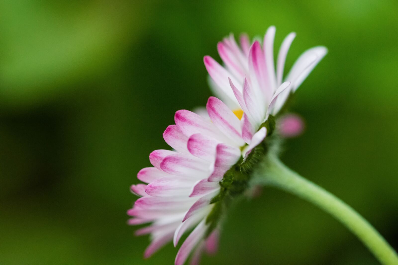 Nikon D7200 sample photo. Daisies, spring, nature photography