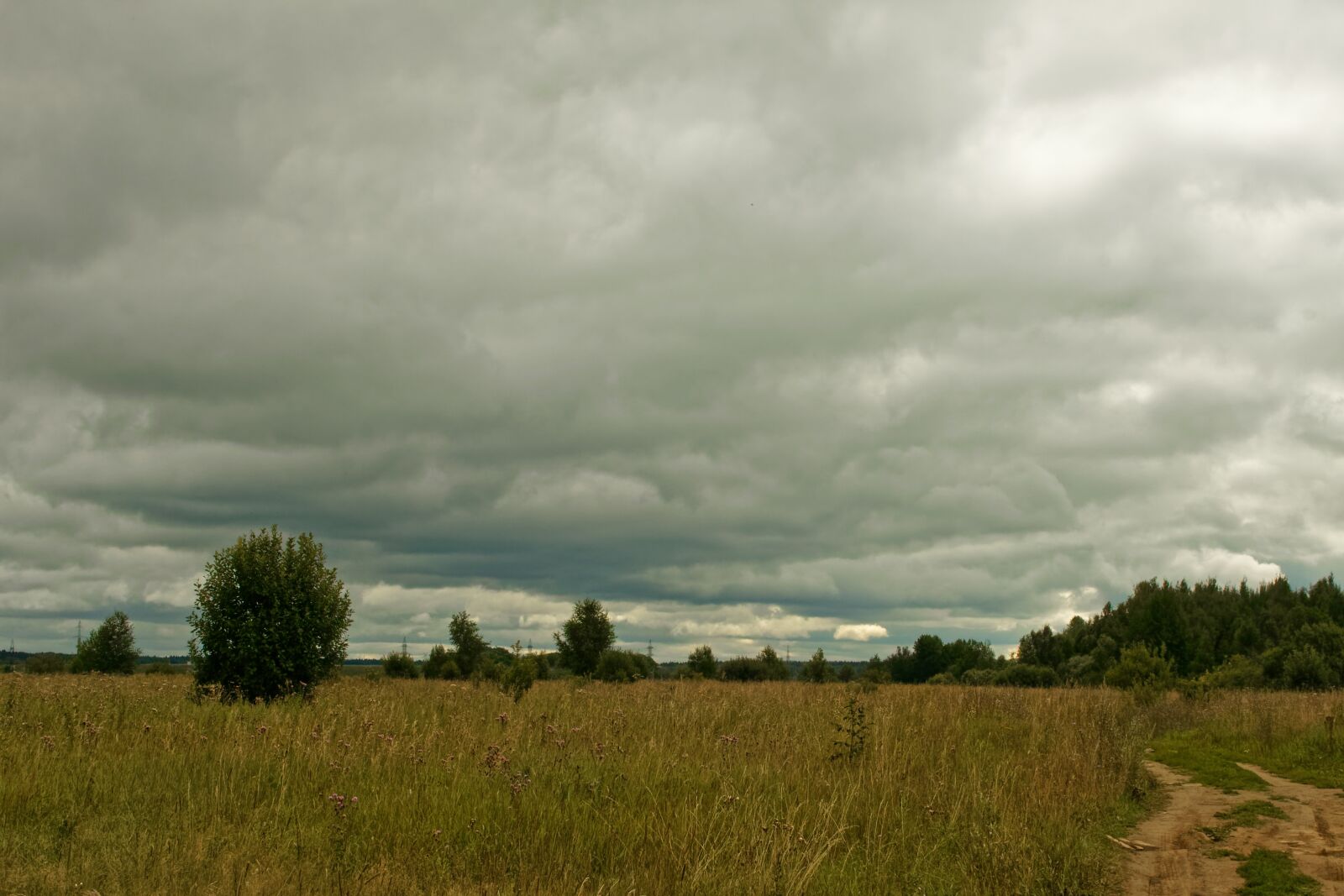 Canon EOS 500D (EOS Rebel T1i / EOS Kiss X3) sample photo. Field, landscape, grass photography