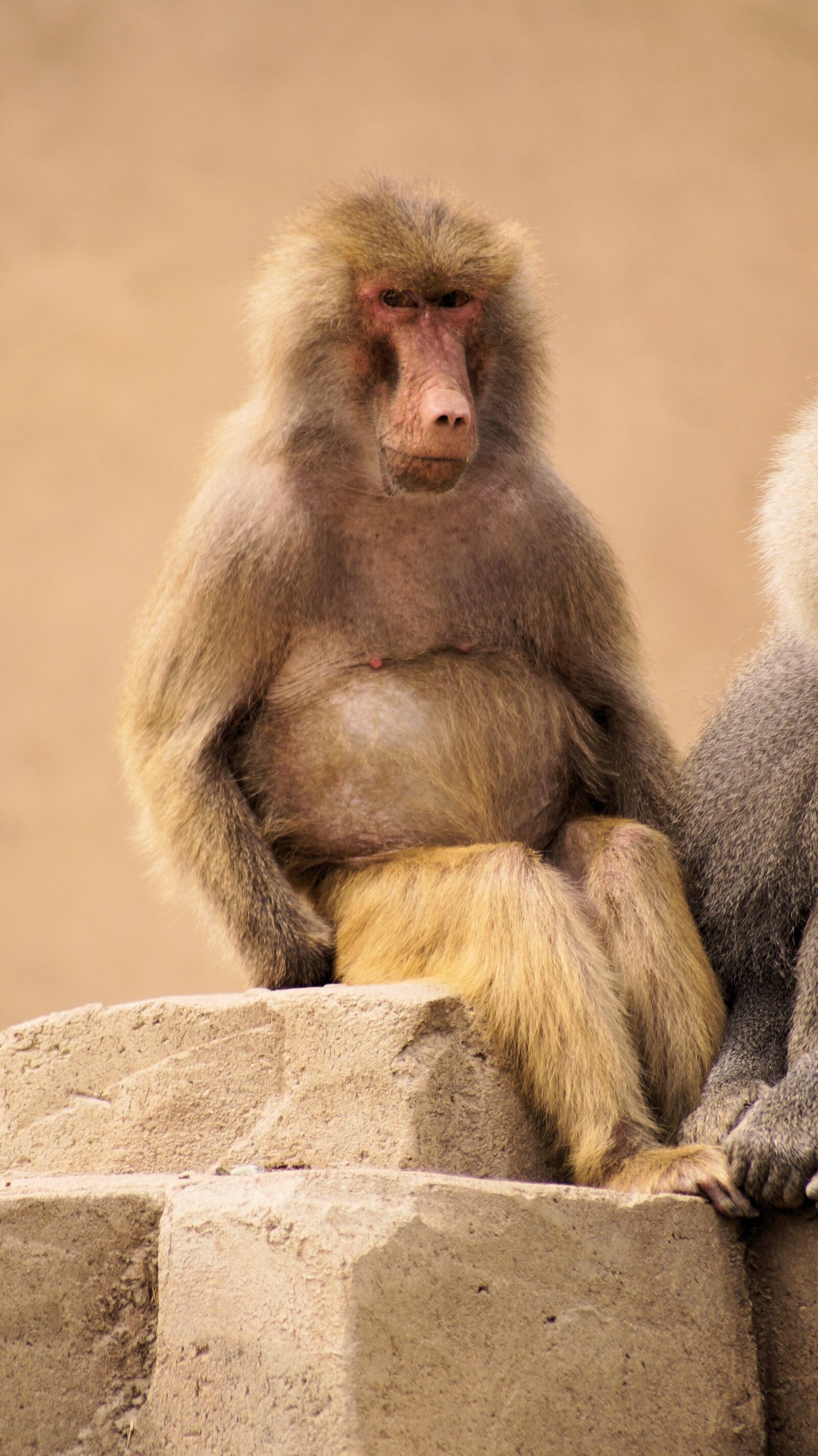 Sony SLT-A58 sample photo. Monkeys, animals, mammal photography