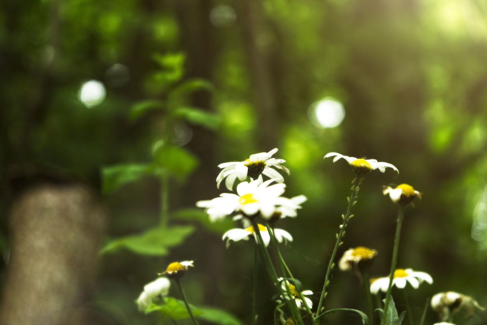 Sony FE 28-70mm F3.5-5.6 OSS sample photo. Daisy, blossom, bloom photography