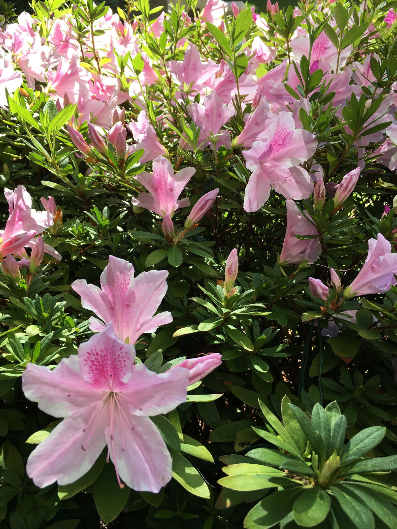 iPhone 6s back camera 4.15mm f/2.2 sample photo