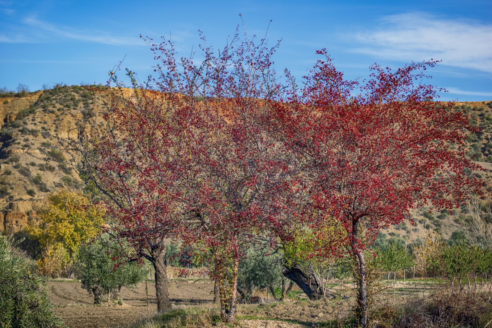 Nikon D3300 sample photo. Landscape, trees, red photography