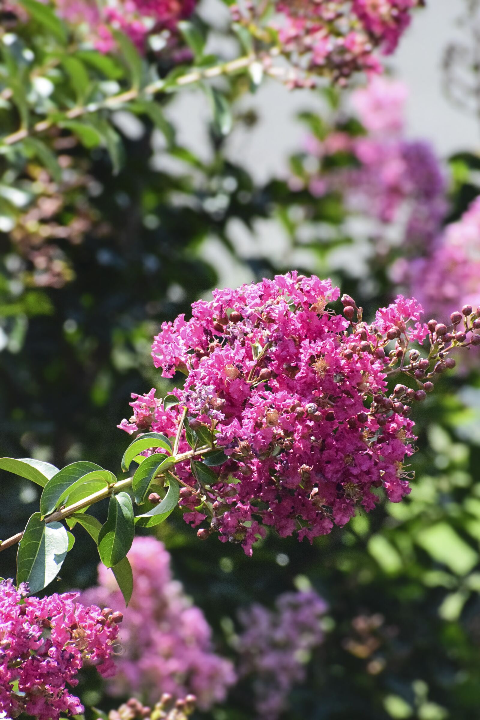 Nikon D5300 sample photo. Crape myrtle, flower, myrtle photography