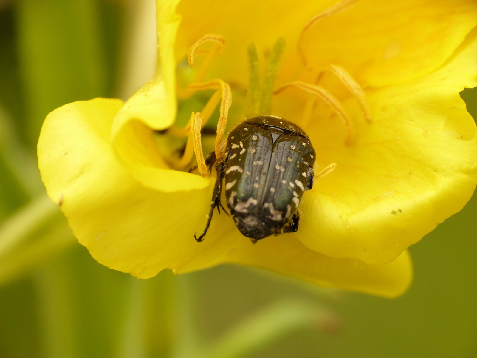 Panasonic DMC-FZ62 sample photo. Beetle, flower, insect photography