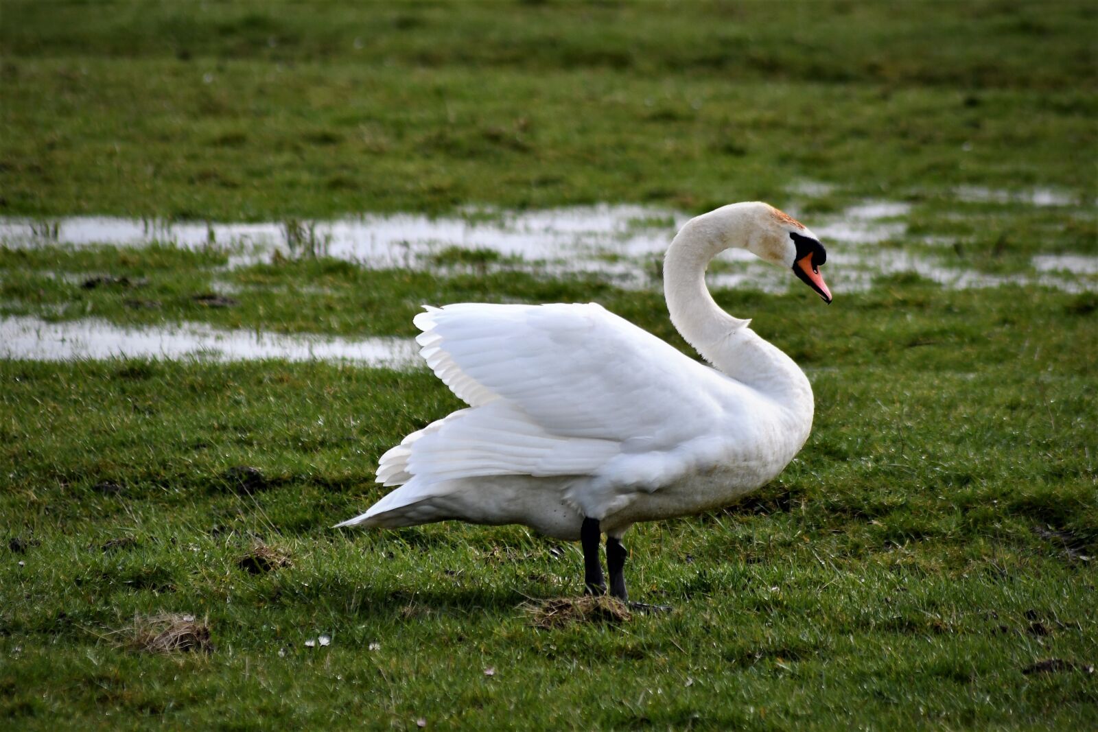 Nikon D7500 sample photo. Swan, close up, portrait photography
