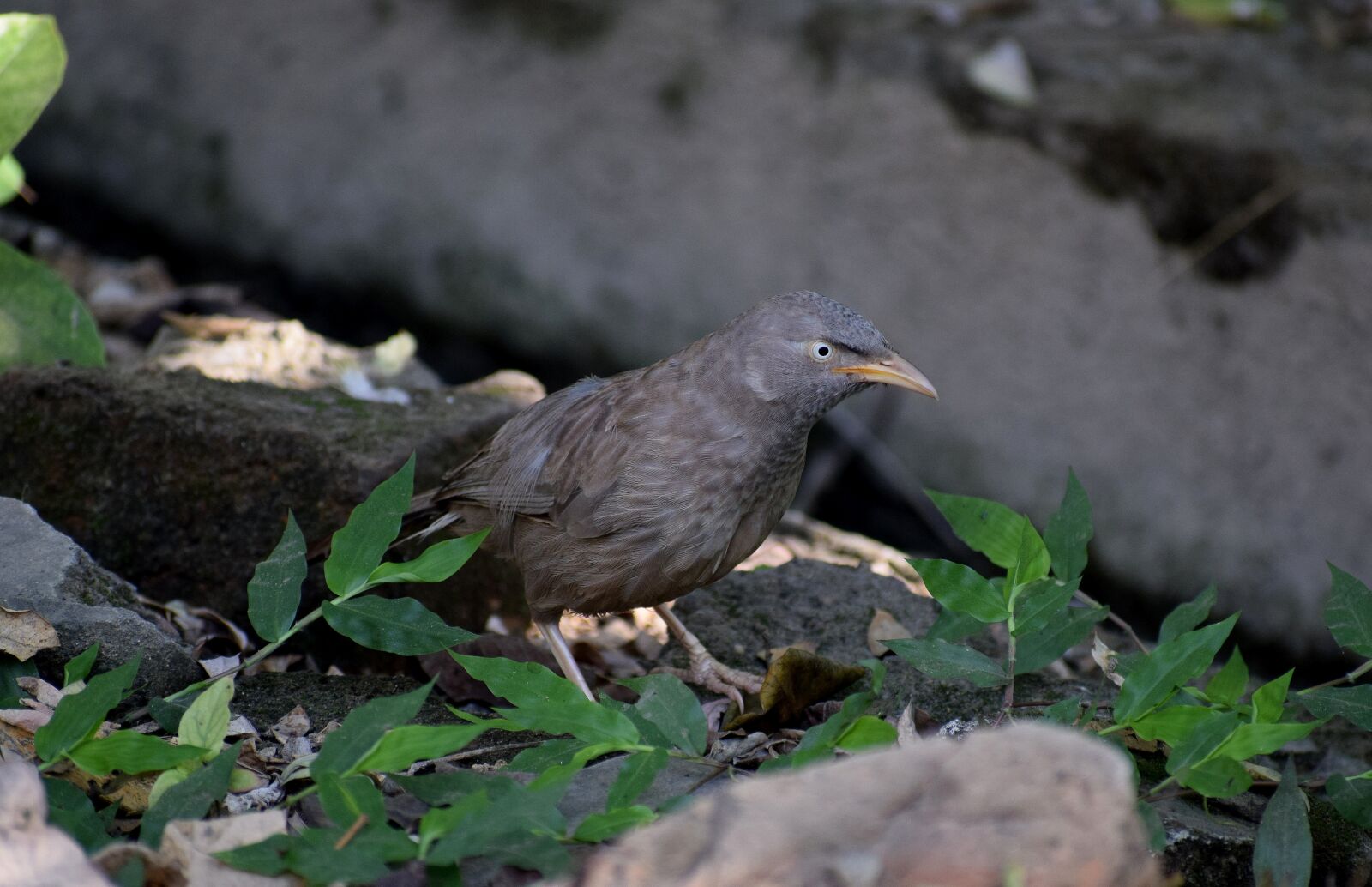 Nikon D3300 sample photo. Birds, nature, natural photography