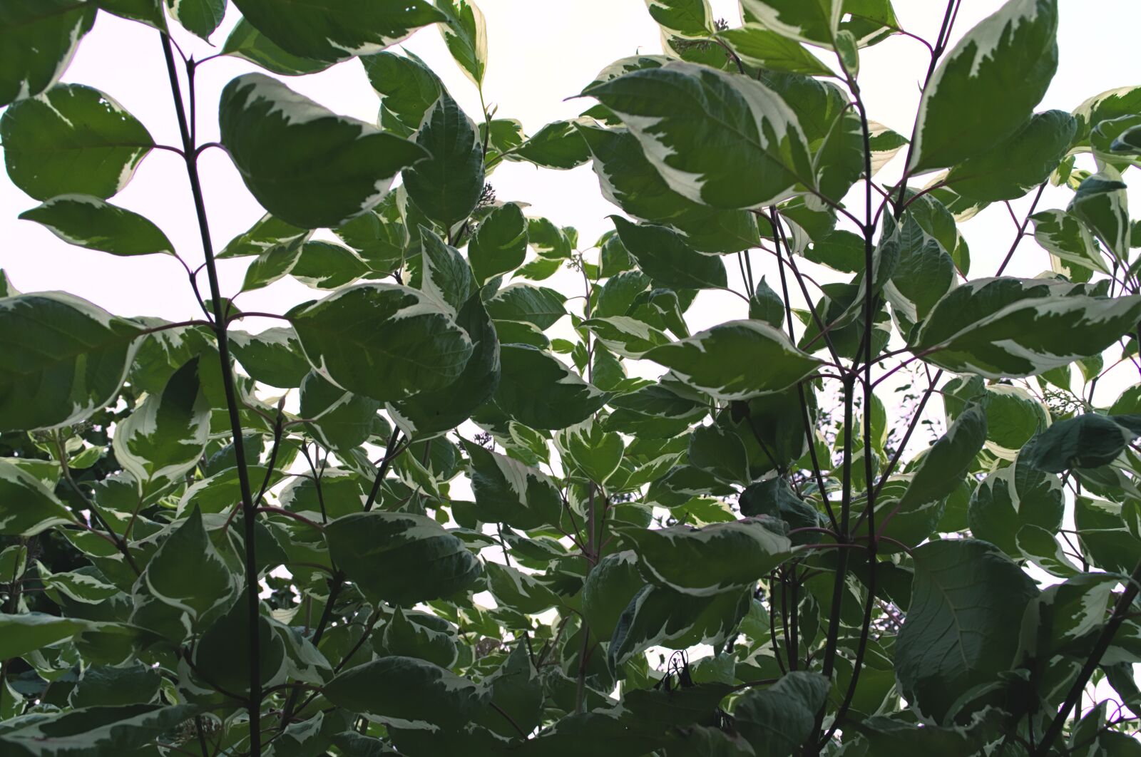Nikon D3100 sample photo. Leaves, sky, nature photography