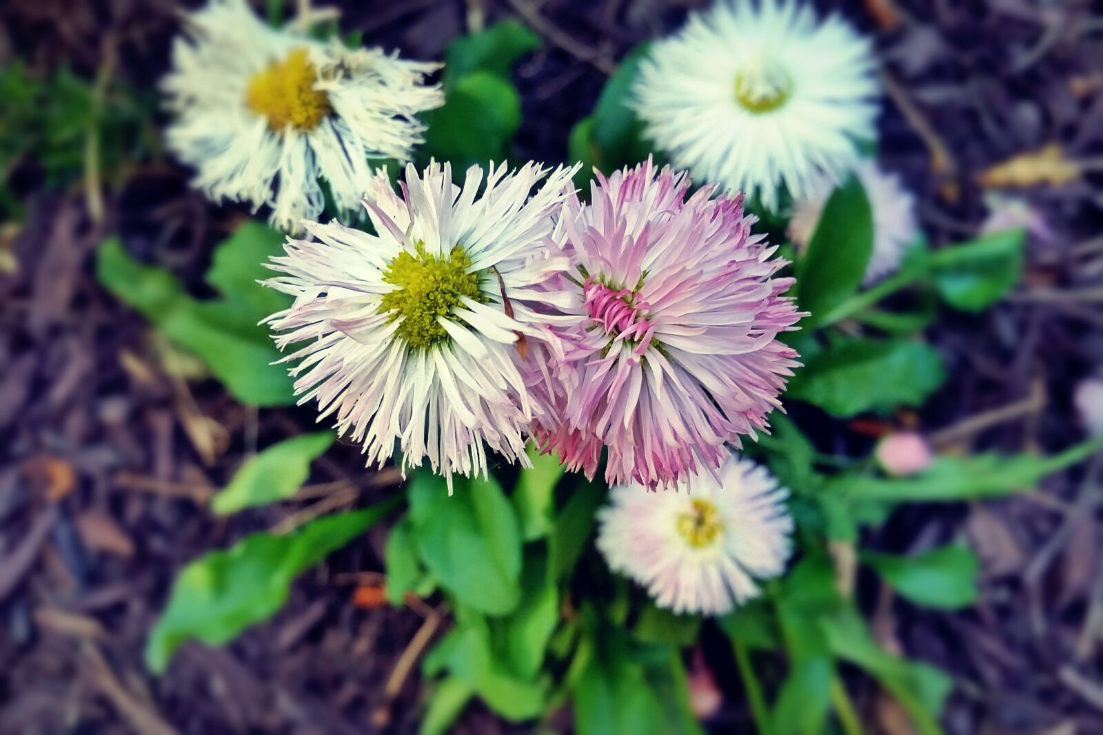 Samsung Galaxy S5 sample photo. Nature, flower, flora photography